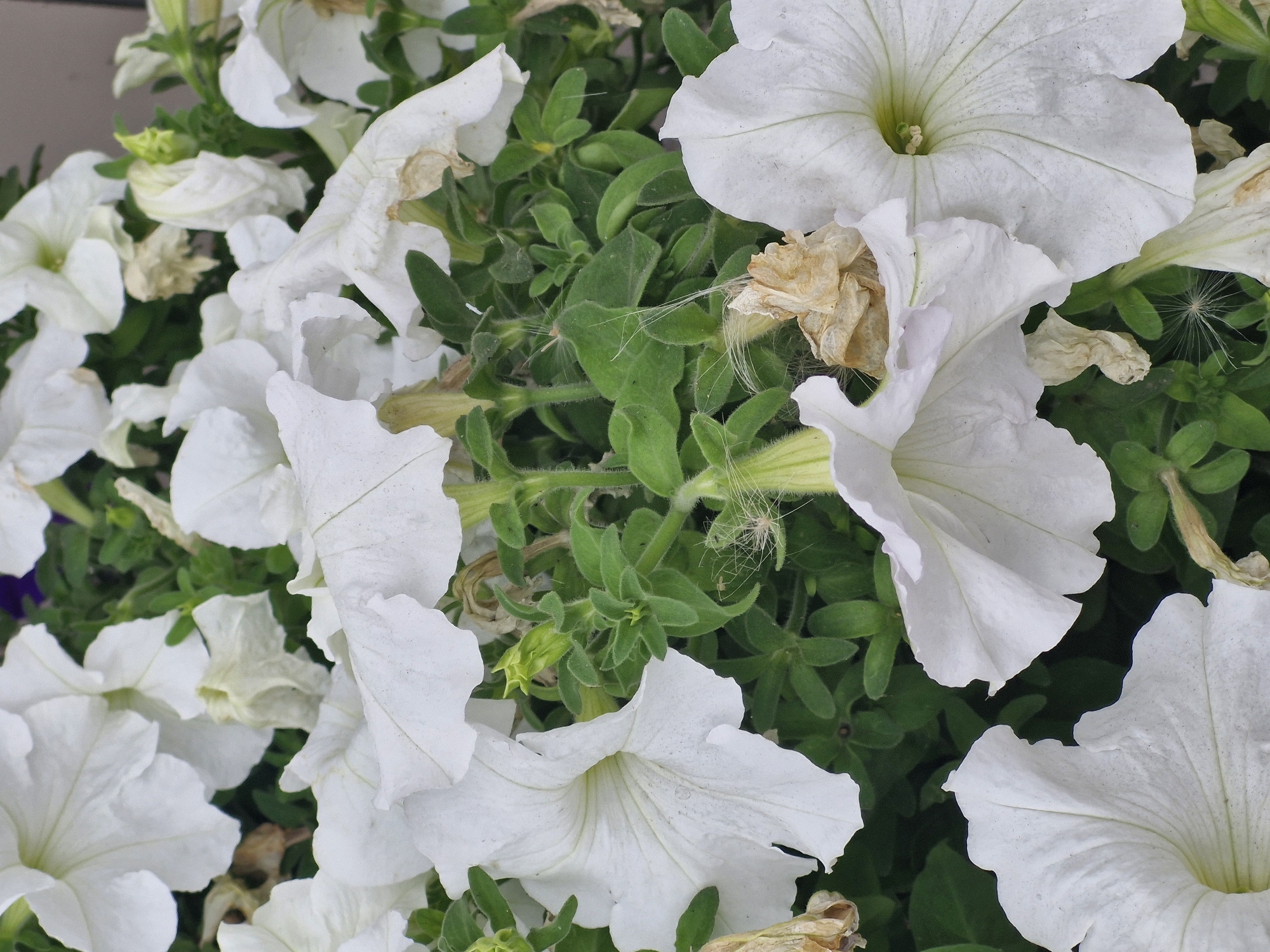 The image shows a close-up view of several white petunia flowers. The flowers are in various stages of bloom, with some fully open and others still budding. Their petals are delicate and have a ruffled appearance. The centers of the open flowers reveal their stamen and pistil. Green foliage forms the background, with some dried and browning flower parts interspersed among the green leaves and vibrant white blooms. The image is well-lit, highlighting the textures and details of the flowers. There are no people or animals visible in the image. This scene is likely found in a garden or park setting within Kokshetau, Kazakhstan, where petunias are a common ornamental plant.