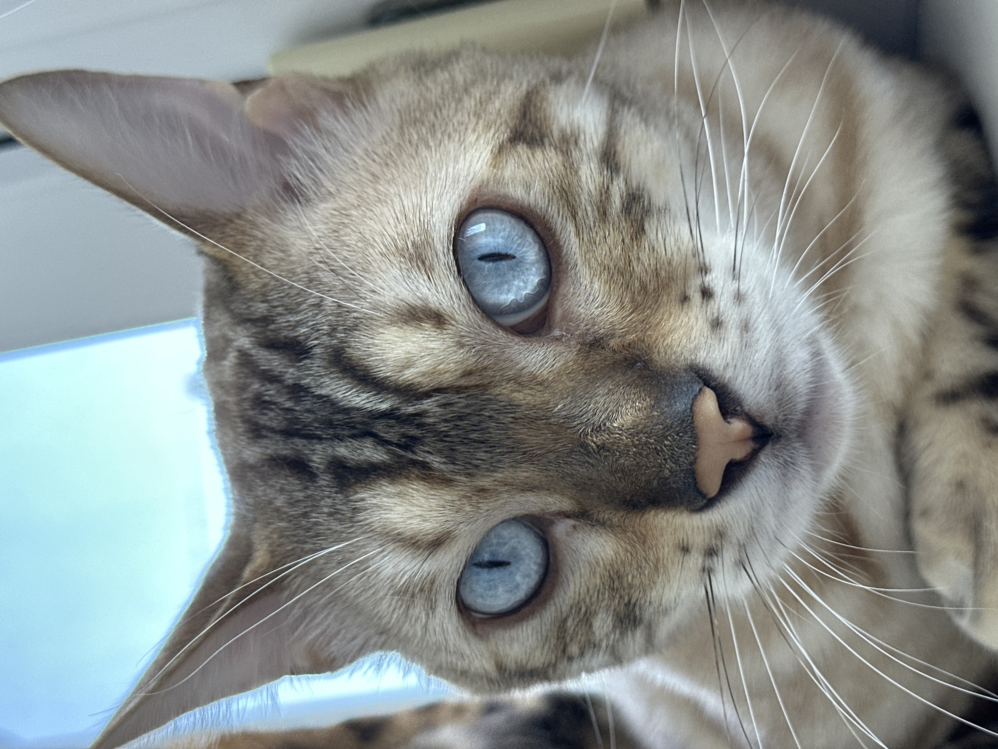 A close-up, head-on shot focuses on the face of a Bengal cat with striking blue eyes. The cat's fur is a mix of tan, brown, and black markings, characteristic of the breed. Its whiskers are prominent and white. The background is blurred, with a soft blue light suggesting it might be near a window. There is no indication of the city of Energetik, Russia, or any other specific location within the image or its crops.