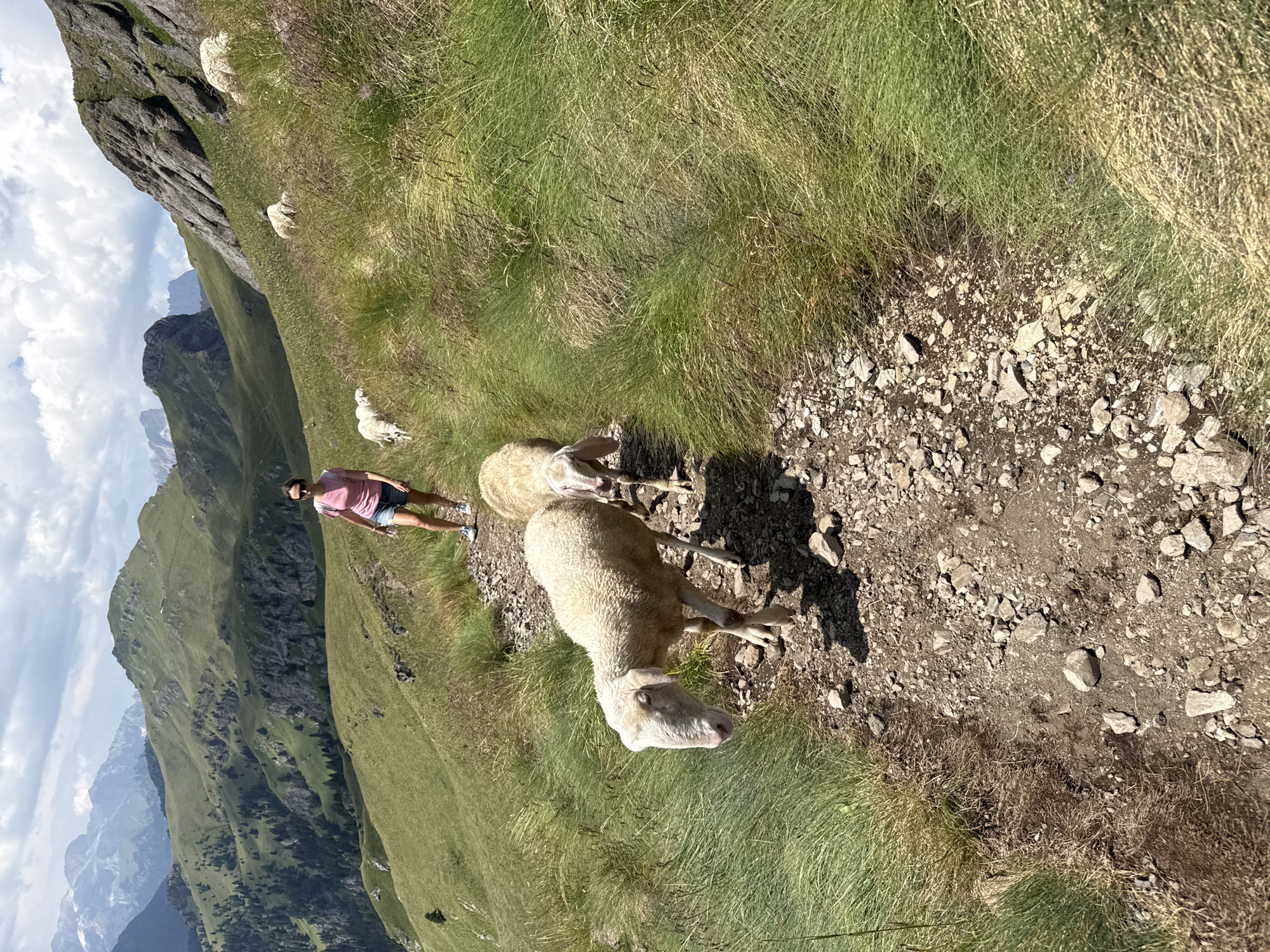 A woman with dark hair, wearing a pink t-shirt and denim shorts, walks on a gravel path in a mountainous region. She is facing away from the camera, looking at a flock of sheep. Two sheep are prominently in the foreground, walking on the path in the same direction as the woman. The background features rolling green hills, rocky outcrops, and distant mountain peaks under a cloudy sky. The scene appears to be a scenic hiking trail. The location is likely near Canazei, Italy, given the mountainous landscape.