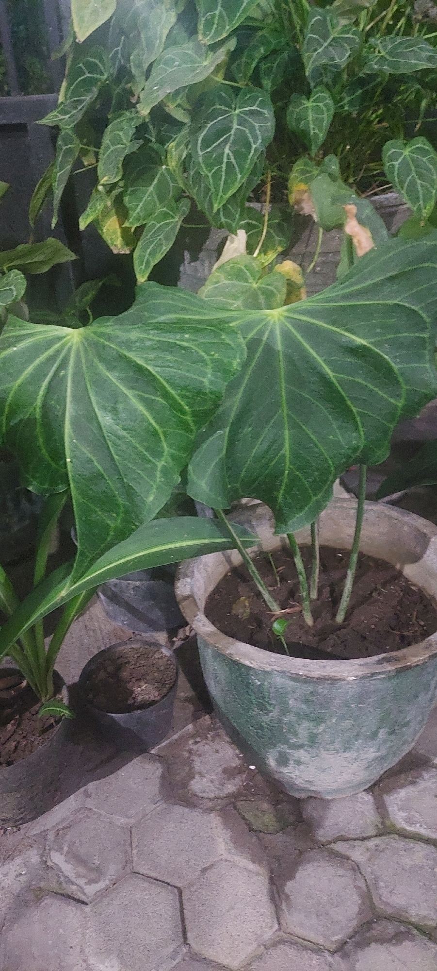 The image depicts an outdoor scene at ground level, likely in Lumajang, Indonesia, featuring several large potted plants. Dominating the foreground are two massive, dark green, heart-shaped leaves with prominent light green veins, characteristic of an Anthurium plant, or a similar tropical foliage. These leaves are exceptionally large and unfurled, suggesting a mature specimen. The plant is housed in a large, weathered, greenish-gray pot, which is filled with dark soil. Several thick stems are visible emerging from the soil.
To the left of the large potted plant, a smaller black pot is visible, also containing soil and what appears to be a few thin green stalks of a different plant. Further to the left, a narrow, upright green leaf can be seen. The background is filled with more foliage, also appearing to be large-leaved plants, some with distinct veining. The ground surface is paved with interlocking hexagonal stones, some of which are wet or stained, indicating a potentially damp environment. The lighting suggests it might be evening or a shaded area, with a soft, diffused light. No people or animals are visible in the frame.