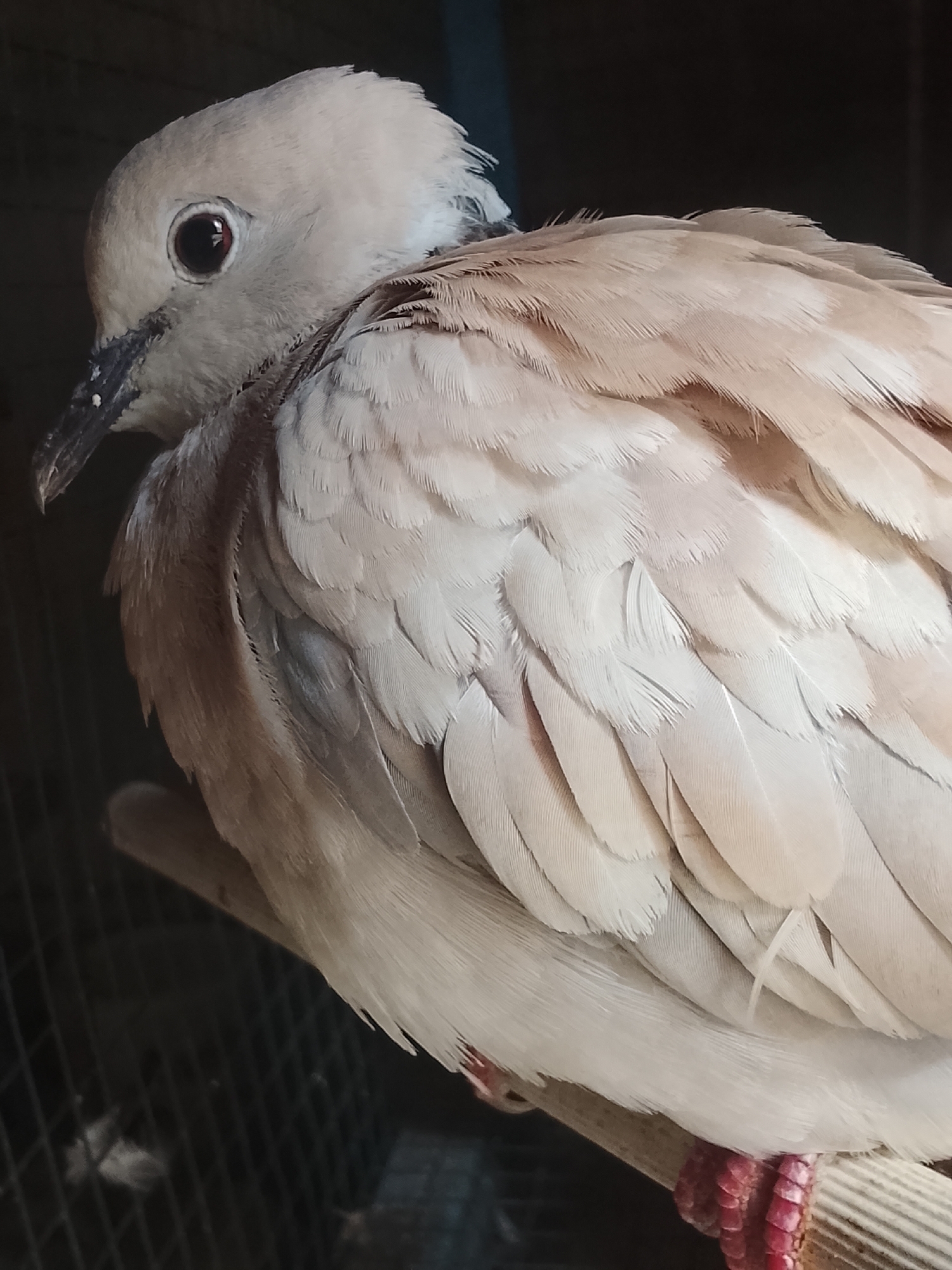The image shows a close-up of a light brown dove perched on a wooden stick. The dove's feathers are soft and layered, with subtle variations in color from pale cream to light brown. Its eye is dark and round, with a slight reddish reflection. The beak is dark gray and appears to have some white speckles. The dove's legs and feet are bright pink, with visible scales. In the background, there is a dark, out-of-focus cage-like structure. The overall lighting suggests an indoor or shaded environment. The image does not contain any elements that would place it in Kuta Trieng, Indonesia, or any specific city.