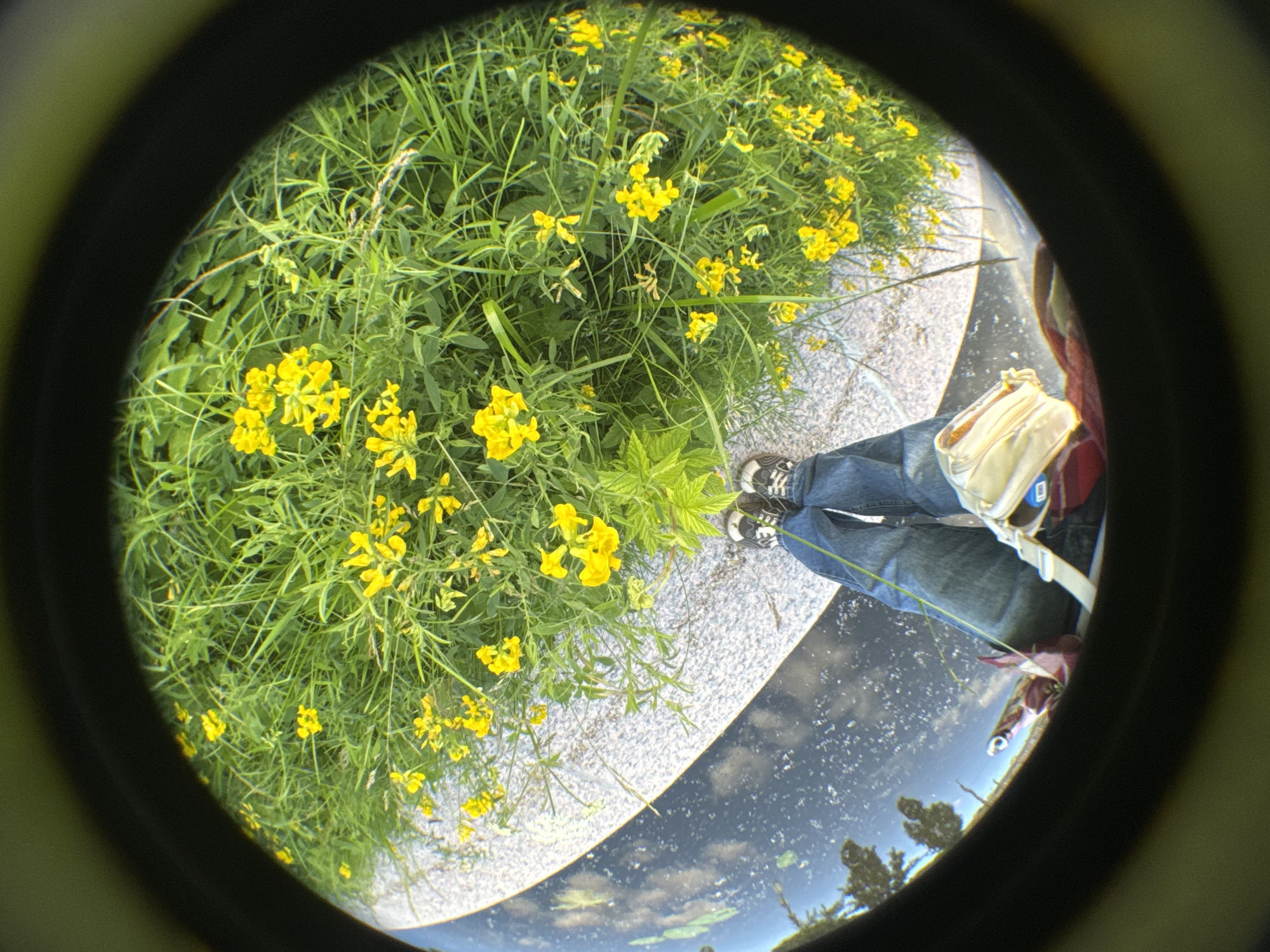 The image, taken with a fisheye lens, shows a person's legs and feet standing amidst tall green grass dotted with small yellow flowers. The individual is wearing blue jeans and black and white sneakers. To the left of the legs, a light-colored bag is visible, partially obscuring a red object. The ground appears to be a path or walkway with a textured, speckled surface. The overall scene is a close-up view of a natural setting with a hint of urban elements. The distorted perspective suggests the photo was taken at a low angle, possibly from the ground.