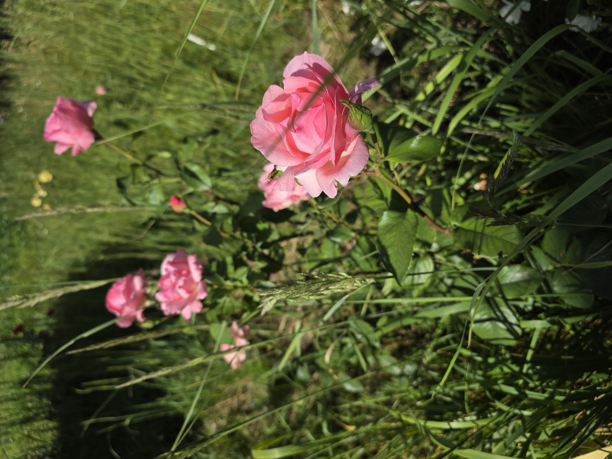 The image is an outdoor close-up shot of several pink roses in various stages of bloom, interspersed with lush green grass and foliage. The roses are the primary subjects, with one rose in the foreground being particularly detailed, showcasing its delicate petals and a green bud. The background is a blur of green, suggesting a garden or park setting. There is no indication of the city of Bryansk, Russia, or any specific location within it. No people, actions, or interactions are depicted. The lighting suggests a sunny day, casting shadows on some of the leaves. The overall scene is natural and serene, focused on the beauty of the flowers and the surrounding vegetation.