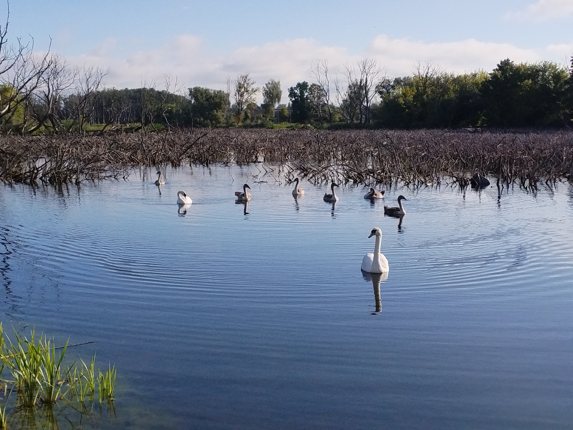 A group of mute swans swim on a calm body of water. The water is surrounded by a dense thicket of dried, bare branches, characteristic of a marsh or wetland area. In the background, a line of trees forms a natural border against a bright blue sky with scattered white clouds. The foreground shows green reeds growing from the water's edge. There are no people present. The scene appears to be a natural environment, possibly a park or nature reserve. This landscape is consistent with several locations in Minsk, Belarus, known for their wetlands and parks, such as the Svislach River area or the Minsk Sea.