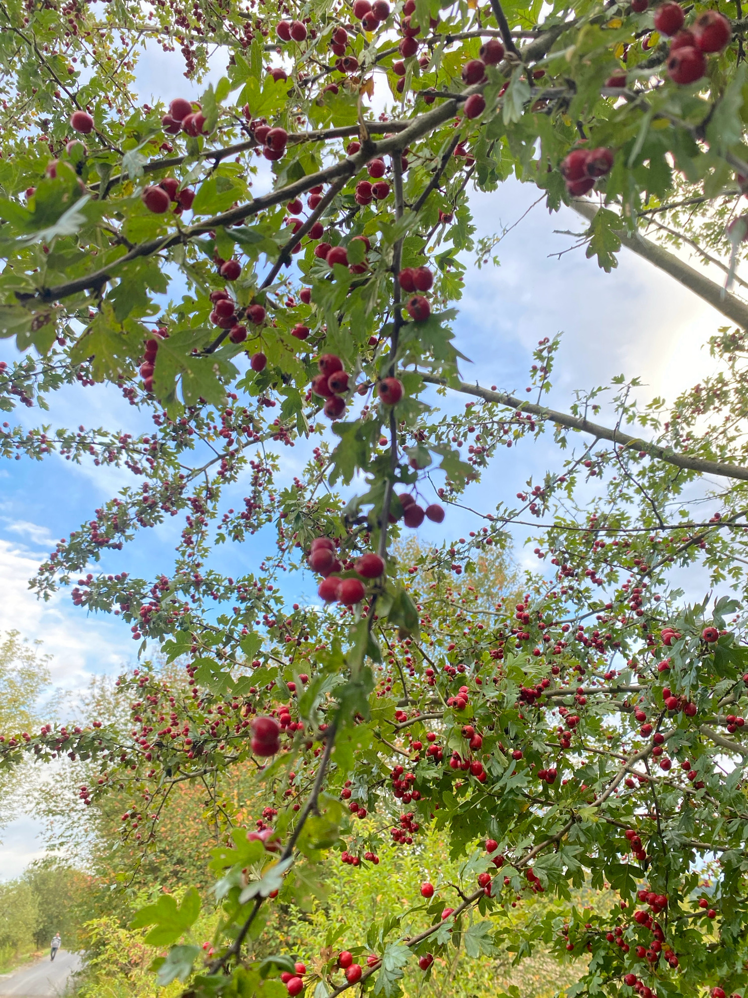 The image is a medium-shot, low-angle, vertical photograph of a hawthorn tree heavily laden with red berries. The branches and leaves of the tree fill the foreground and middle ground, with the sky visible in patches through the canopy. The berries are small, round, and a vibrant red, clustered along the branches. The leaves are green and lobed, typical of a hawthorn tree. In the background, out of focus, a path or road is visible, with a person walking in the distance. The environment appears to be outdoors, possibly a park or countryside, with lush greenery surrounding the path. The lighting suggests it is daytime, with some bright sky peeking through.
The location is identified as Stary Sącz, Poland. The image captures a natural scene with a focus on the hawthorn tree and its fruit. There is a clear division between the detailed foreground elements of the tree and the blurred background, which provides context of a path and a solitary figure. The overall impression is one of abundance and the changing seasons, with the red berries indicating late summer or early autumn.