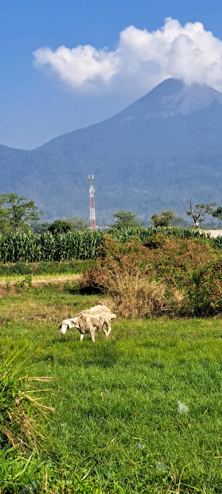 A single sheep with light brown and white wool grazes in a lush green grassy field. Behind the sheep, a dense field of green corn stalks stretches across the middle ground. Beyond the corn, a tall, red and white cell tower stands prominently. In the background, a large, hazy blue mountain dominates the horizon, with a few wispy white clouds partially obscuring its peak. The sky is a clear blue. The scene appears to be a rural or agricultural landscape.
