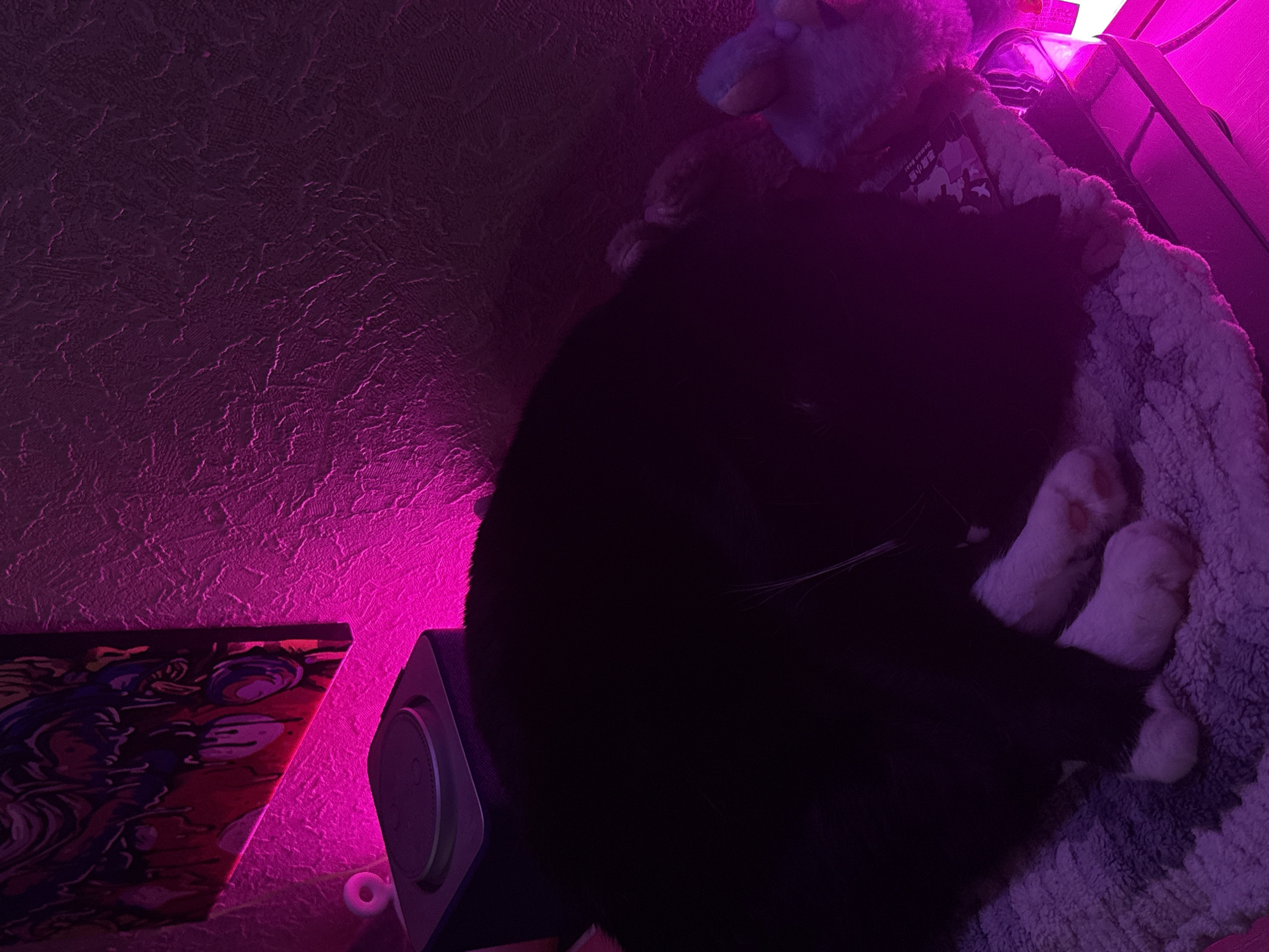 In Pudomyagi, Russia, a black and white cat is sleeping curled up on a plush mat. The cat is nestled next to a stuffed toy. The scene is illuminated by a vibrant pink light, which casts a glow on the textured wall behind the cat and a framed piece of artwork hanging above. To the left of the cat, a small, dark electronic device with a circular top is visible.