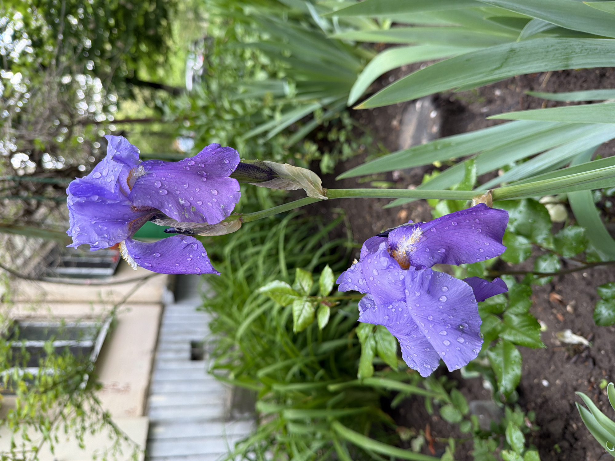 A close-up shot reveals two purple iris flowers, with water droplets clinging to their petals. They are positioned horizontally across the frame against a background of green foliage, suggesting an outdoor garden setting in an urban environment. The backdrop includes glimpses of a building, possibly a house, with steps leading up to it, adding to the urban location context. The ground is dark and earthy, typical of a garden bed. No people are visible in the shot.