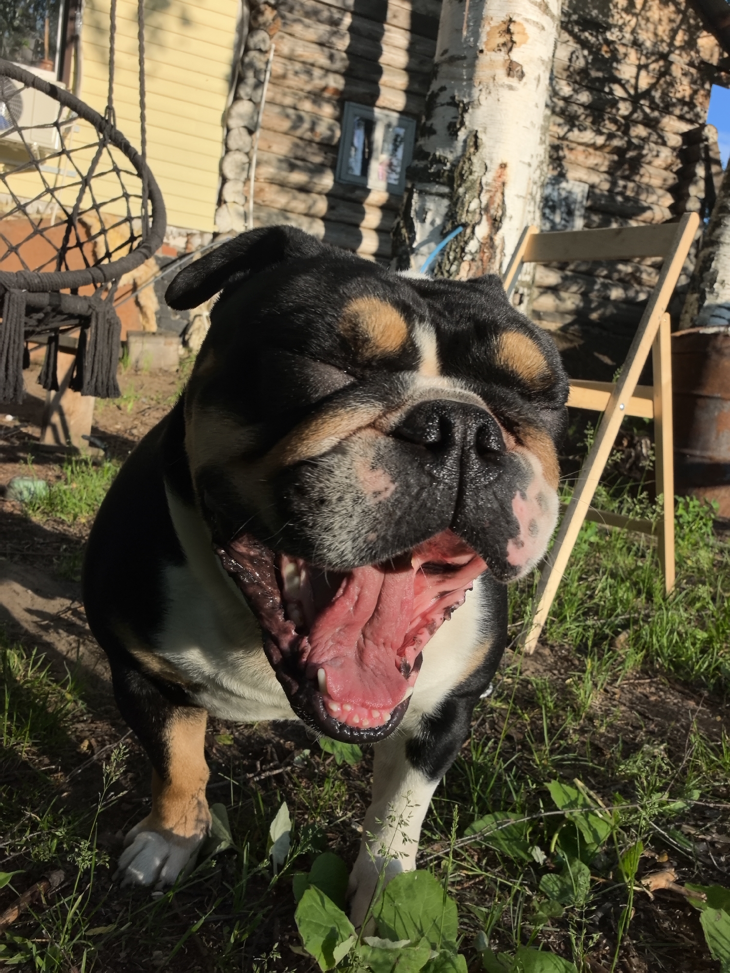 The image captures an outdoor scene in Noviy, Russia, on a sunny day. The primary subject is a tricolor bulldog, predominantly black with white and tan markings on its face, chest, and paws, positioned centrally and mid-yawn. Its eyes are squinted or closed, and its mouth is wide open, exposing a pink tongue, gums, and teeth. The dog's wet, black nose is prominent. In the left background, a black woven hanging chair is partially visible, with a yellow building featuring a window and an external air conditioning unit behind it. To the right and behind the dog stands a birch tree with distinctive white and dark bark. Further right, a rustic log cabin building with a small window is visible, adorned with shadows of tree branches. A light-colored wooden folding chair and a rusty metal barrel are present in the far right background. The ground consists of green grass and patches of dirt, illuminated by direct sunlight, which casts sharp shadows.