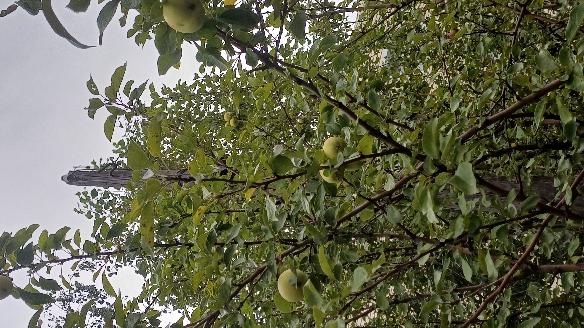 An image captures an outdoor scene dominated by the branches of an apple tree. The tree is laden with green apples and lush green leaves. In the background, a weathered wooden post stands vertically, partially obscured by the foliage. The sky above is overcast and appears a pale gray. The scene suggests a natural setting within a city, potentially a park or a residential garden in Izhevsk, Russia, given the context. There are no people or animals visible in the frame, and no actions or interactions are depicted.