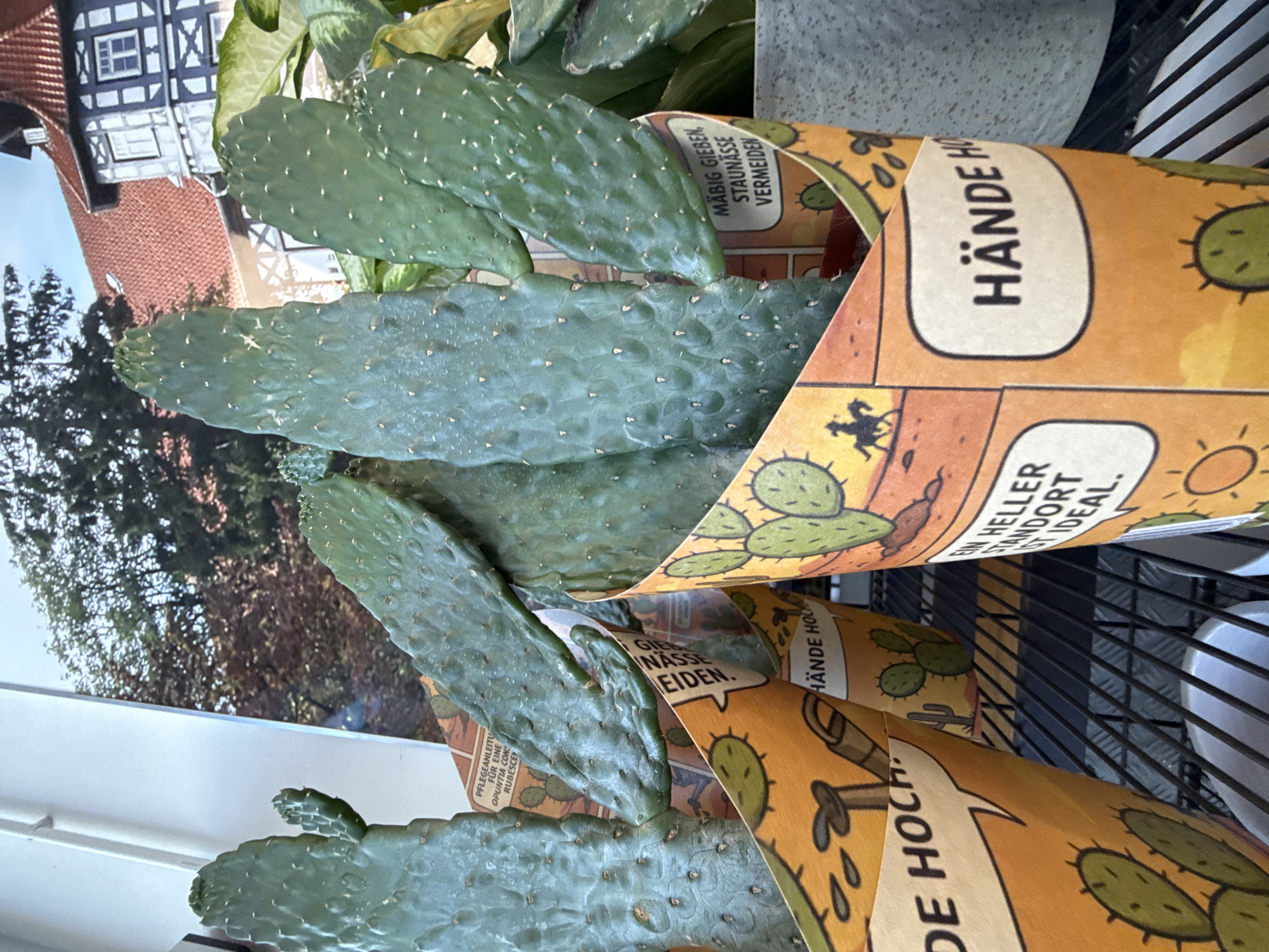 The image shows a close-up of several prickly pear cacti in pots, arranged on a metal shelf. The pots are decorated with an orange background featuring cartoon cacti and images of a cowboy on a horse, with text in German. One pot has the text "DE HOCH." Another pot shows "MÄBIG GEBEN, STAUNÄSSE VERMEIDEN." A third pot has "EIN HELLER STANDORT IST IDEAL." The cacti have green, paddle-shaped pads with small white spines. In the background, a large photograph is visible, depicting a half-timbered building with a red tiled roof and trees. The overall setting appears to be a plant nursery or garden center, possibly in Herzberg, Germany, given the German text. There are no people visible in the image.