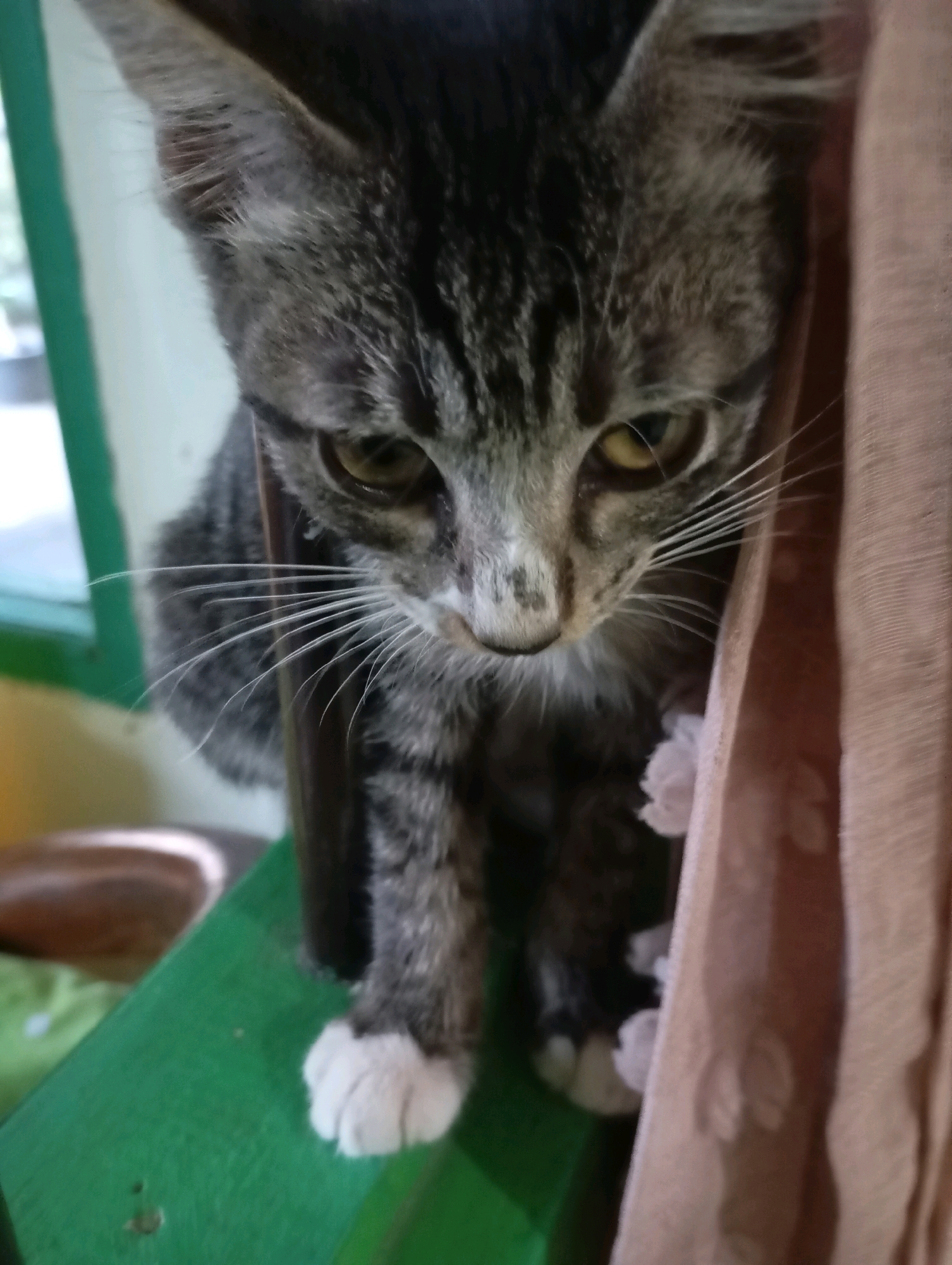 A tabby kitten with white paws is crouched on a green surface, looking downwards. The kitten is positioned next to a draped, light brown fabric with a floral pattern. In the background, a blurry green object and a window with a green frame are visible. This scene is captured indoors in Balikpapan, Indonesia, likely within a residential setting.
