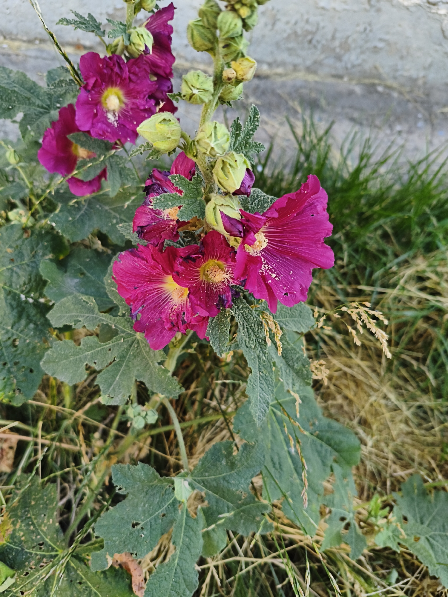 A cluster of vibrant magenta hollyhock flowers, some in full bloom and others in bud, are the primary subjects of this close-up, eye-level shot. The flowers are positioned on a green stalk, surrounded by large, serrated green leaves, many of which show signs of insect damage with small holes. In the background, dry grass and a textured, light-colored wall are visible, suggesting an outdoor setting. The lighting is natural, casting soft shadows and highlighting the delicate petals of the flowers. The scene is static and captures a moment in nature. There are no people or animals present. This image appears to be taken in an urban environment in Voronezh, Russia, likely a garden or a naturalized area adjacent to a building.