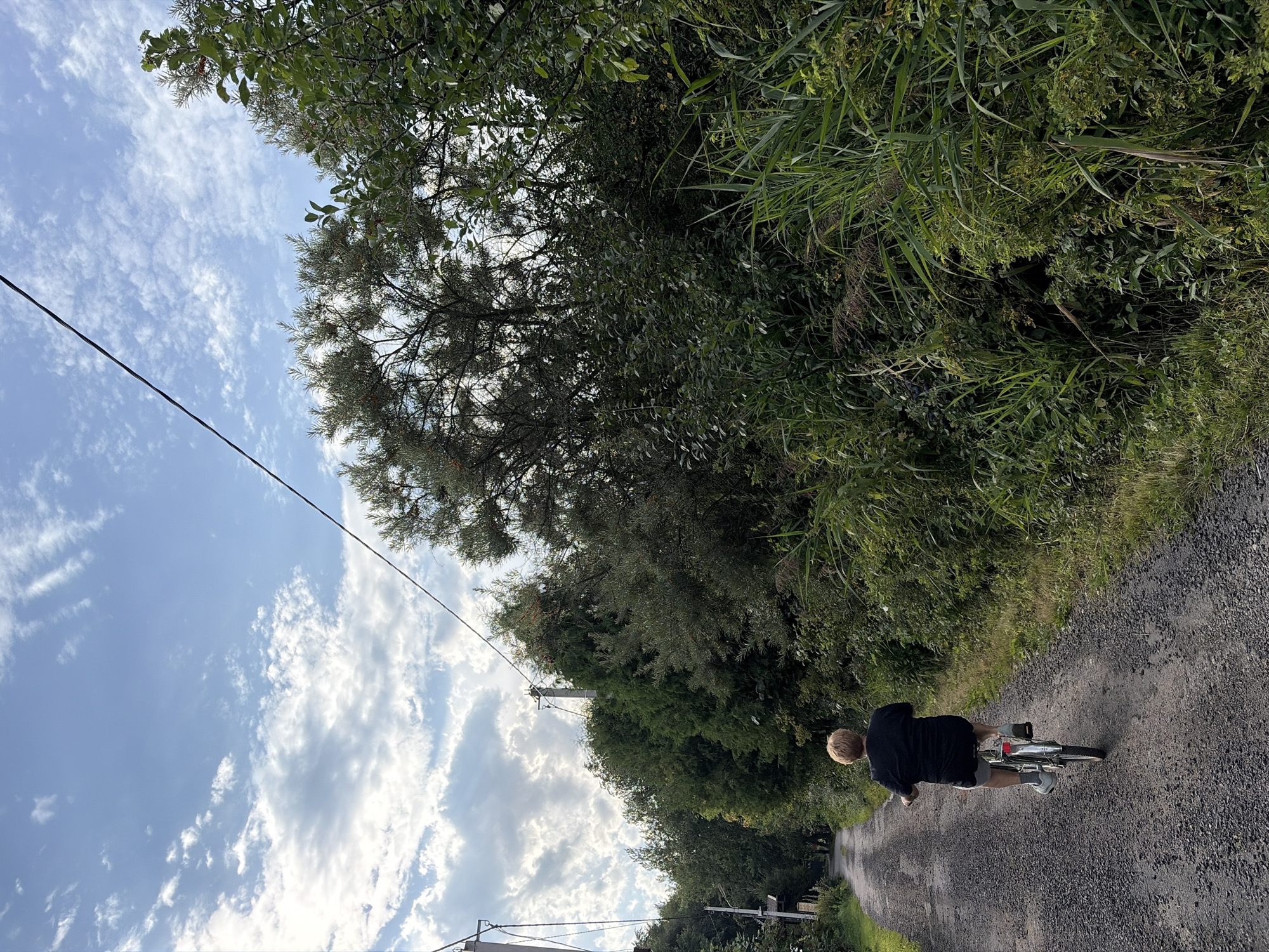 An individual is riding a bicycle on a gravel path lined by dense green foliage and trees. The path recedes into the distance, with power lines visible overhead. The sky is partly cloudy with a mix of white and gray clouds against a blue background. The person on the bicycle is seen from behind, wearing a black t-shirt and grey shorts, with blonde hair. The foliage to the right of the path includes tall grasses and various leafy bushes and trees, some of which appear to have small orange berries. The overall setting suggests a rural or semi-rural area, possibly a dacha or village environment.