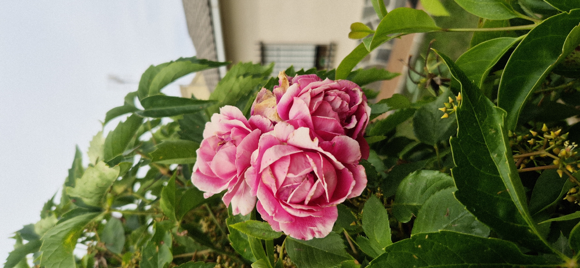 The image shows a cluster of three pink roses with white edges, nestled among lush green foliage. The roses are in various stages of bloom, with some petals slightly wilted, suggesting they are nearing the end of their blooming period. The green leaves are varied in shape and size, with some appearing waxy and others more delicate. In the background, a building with a beige facade and a window with horizontal bars is visible, partially obscured by the leaves and flowers. The sky is a pale, overcast gray. The lighting suggests it is daytime, possibly an overcast day, as there are no strong shadows. The focus is on the roses and their immediate surroundings, giving a sense of close-up observation of nature. No text is visible in the image.