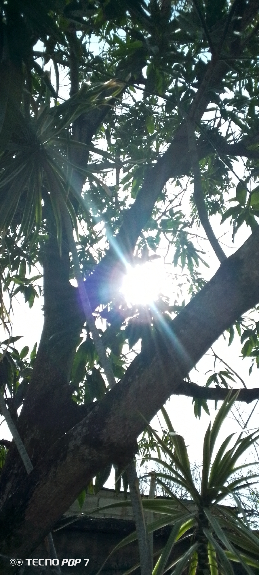 This photograph, presumably taken in Altagracia, Venezuela, presents a low-angle view upward into the canopy of a tree. The sunlight filters through the leaves, creating a bright burst in the center of the frame. The bark of the tree's branches is visible in the foreground and midground. Plant with long leaves are visible on either side of the image. The sky is visible in the gaps between the leaves. The text "TECNO POP 7" is present at the bottom left corner of the frame.
