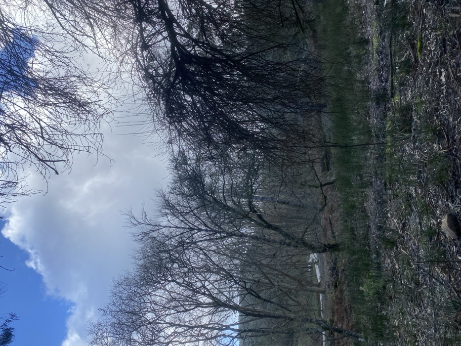 A sparse forest scene is captured from a low angle, revealing the sky through bare tree branches. Clouds dot a blue sky in the lower left, transitioning to a grey, overcast sky above. The trees, predominantly bare with intricate branch patterns, line the horizon. The ground is covered in dead leaves and sparse vegetation. The lighting is diffused, casting shadows within the forest.