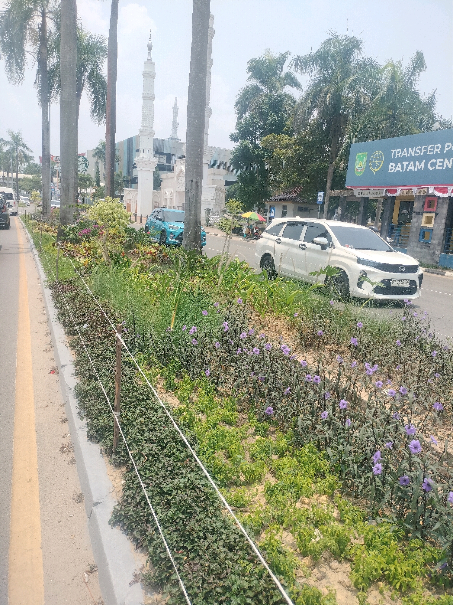 The image captures a street scene in Batam, Indonesia, likely near a transit point given the prominent "TRANSFER POINT BATAM CENTRE" sign. On the right side of the road, a large, modern white SUV is parked, its license plate visible as "BP 1556 OE". A meticulously maintained garden bed runs along the roadside, featuring a variety of green foliage and clusters of small purple flowers, interspersed with taller, grassy plants. A simple white rope barrier, supported by thin wooden posts, demarcates the garden from the road.
In the background, a grand white mosque with multiple minarets stands prominently, its architectural style suggesting a significant religious or cultural landmark. Palm trees with tall, slender trunks are scattered throughout the scene, lining the street and contributing to the tropical ambiance. Further down the road, other vehicles are visible, including a turquoise car and parts of other vehicles on the left side. The sky is bright and appears to be a clear day, casting shadows from the trees and buildings. The presence of the transfer point sign and the mosque indicates a busy area, potentially a hub for transportation and a place of worship.