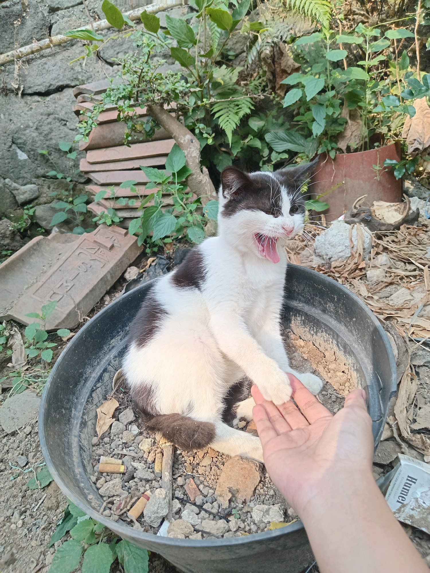 A black and white kitten yawns while sitting in a black plastic planter. The planter is filled with dirt, small stones, and what appear to be cigarette butts. The kitten's mouth is wide open, revealing its pink tongue and teeth. A human hand is visible in the lower right corner of the image, reaching towards the kitten. In the background, there are rocks, green plants, and a pile of old tiles. The scene appears to be outdoors, possibly in a yard or garden.