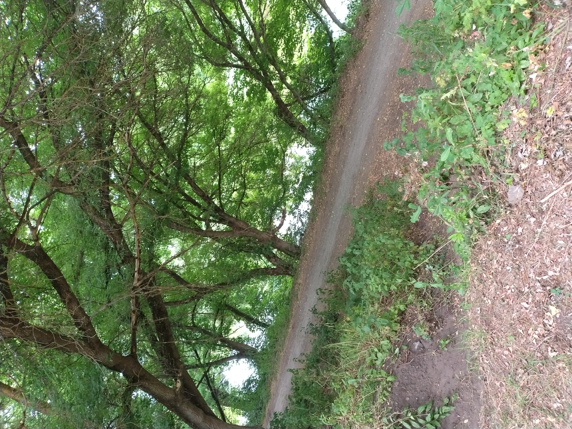 The image depicts a natural scene with a dirt path winding through lush vegetation and dense tree cover. The trees, with their thick branches and abundant green foliage, create a canopy overhead. The path appears well-worn, suggesting it is used by pedestrians or light vehicles. The surrounding environment is characterized by a variety of green plants, some appearing wild and others possibly cultivated. The overall impression is one of a serene, natural setting, possibly a park or a rural area. The image does not contain any people or any specific urban elements that would place it in Ivankiv, Ukraine or any other specific city.