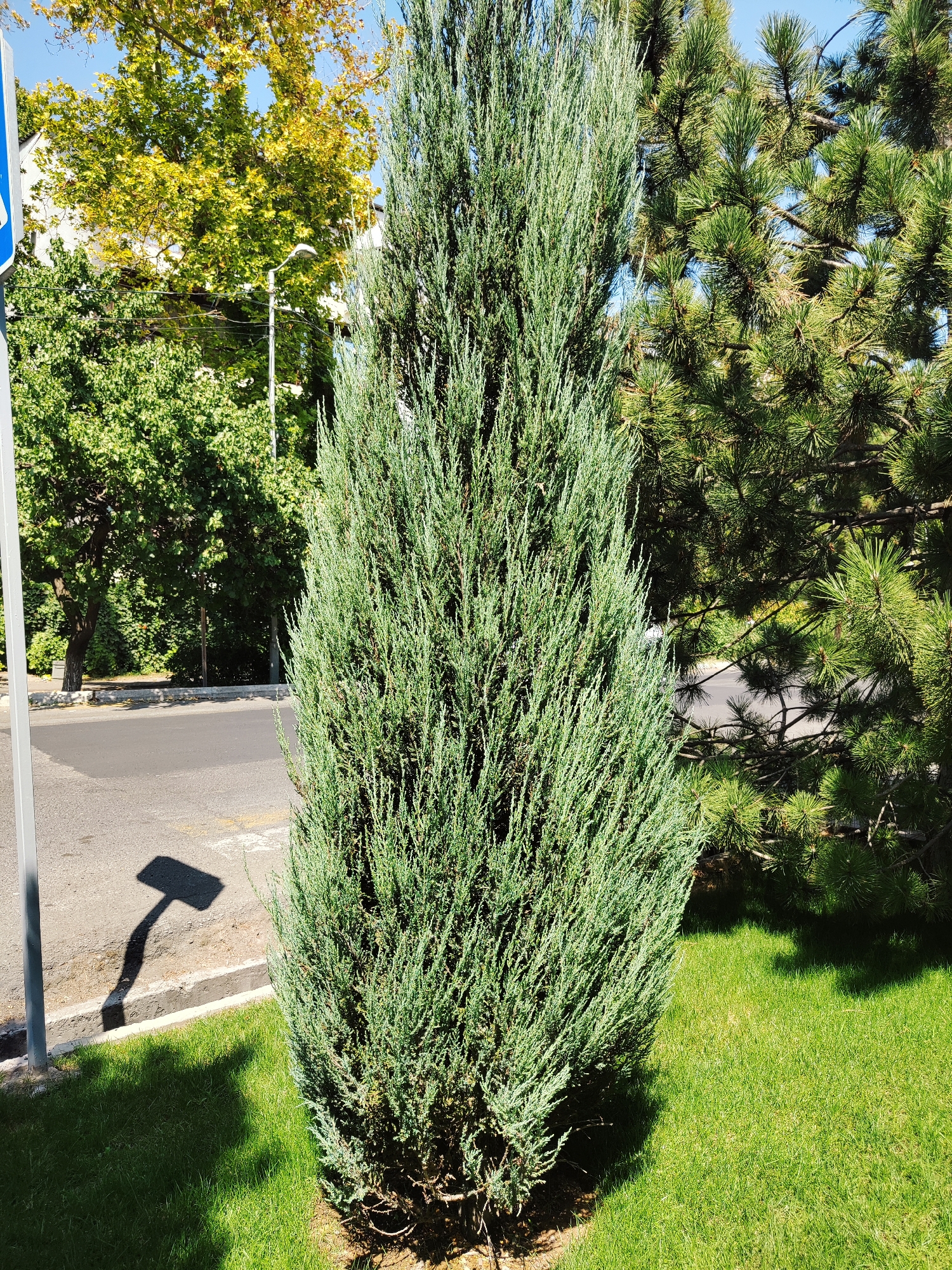 The image captures a narrow, columnar evergreen shrub, likely a juniper, positioned on a well-manicured lawn. The shrub is in the foreground, dominating the central frame. Behind it, to the right, is a mature pine tree with dense, green foliage. To the left of the shrub, a paved road is visible, bordered by a concrete curb and a strip of grass. A grey pole, potentially a street signpost, stands near the left edge of the image, casting a distinct, shadow shaped like a bent T onto the road and grass. In the background, behind the road and shrubs, trees with yellowing leaves suggest a season other than summer, perhaps early autumn. Buildings are partially visible through the foliage of the trees in the background. The scene is illuminated by bright sunlight, creating sharp shadows. The presence of the street and pole indicates an urban environment. This scene is consistent with public spaces or park areas in Tashkent, Uzbekistan, where such landscaping and road infrastructure are common.