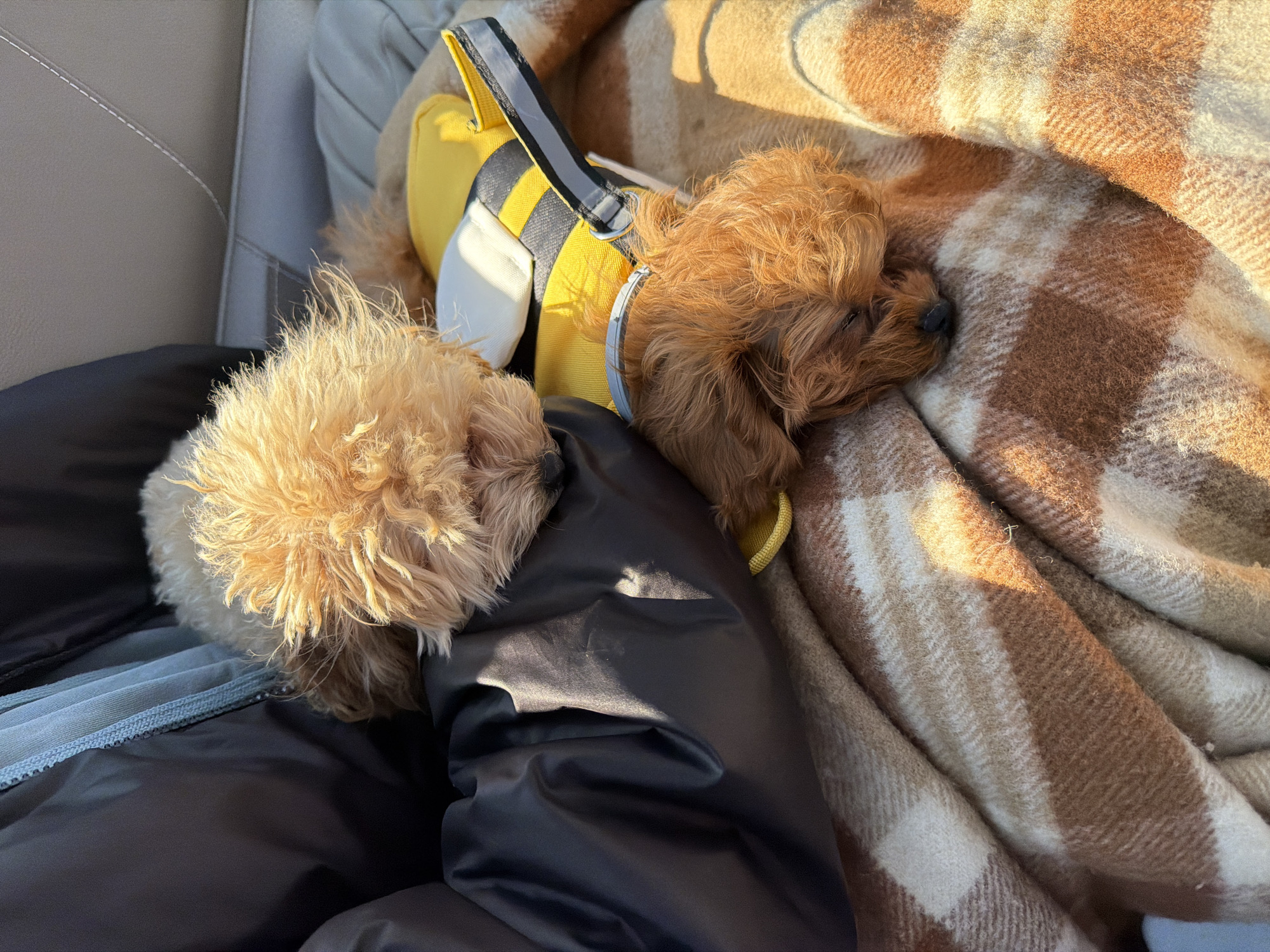 Two small, curly-haired dogs are resting in what appears to be a car. One dog is wearing a yellow and grey harness. The dogs are lying on a dark-colored jacket and a brown-and-white plaid blanket. The location is unknown and cannot be determined from the visual information provided.