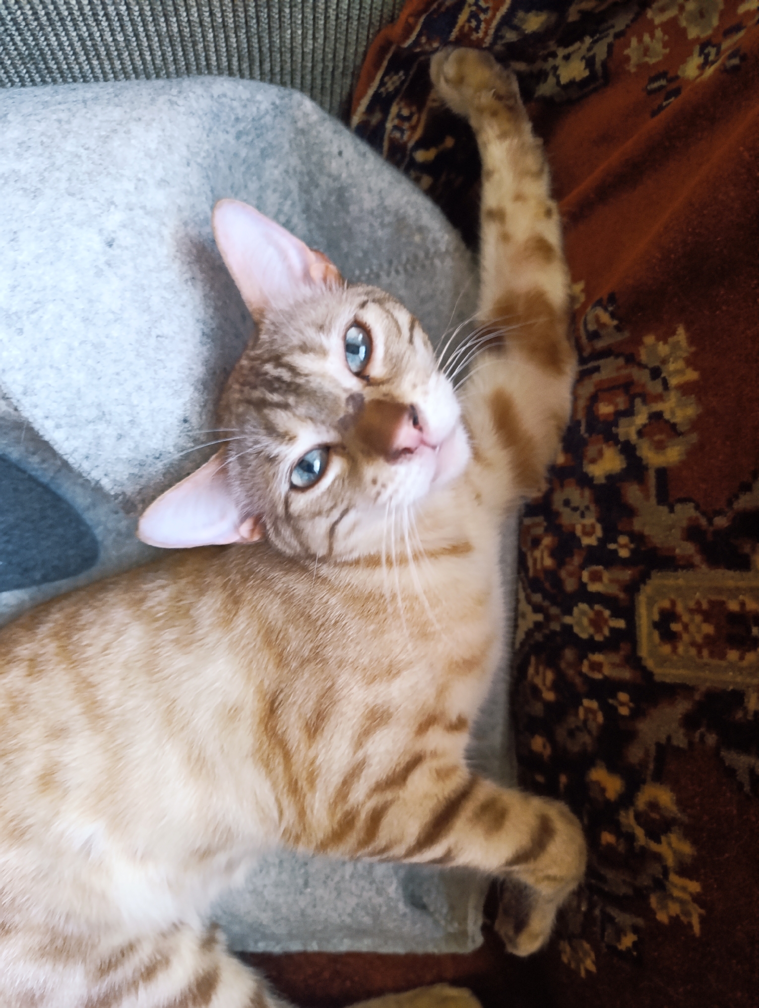 An eye-level, full shot shows a light brown and tan tabby cat lying on a blue textured blanket and a patterned reddish-brown rug. The cat is lying on its side with its head tilted upwards and its right front paw raised in the air. The cat has striking blue eyes and white whiskers. The background consists of the blue blanket and the rug, with a darker textured surface, possibly a couch, visible at the top left of the image. The lighting is natural, coming from above and to the left, casting subtle shadows.