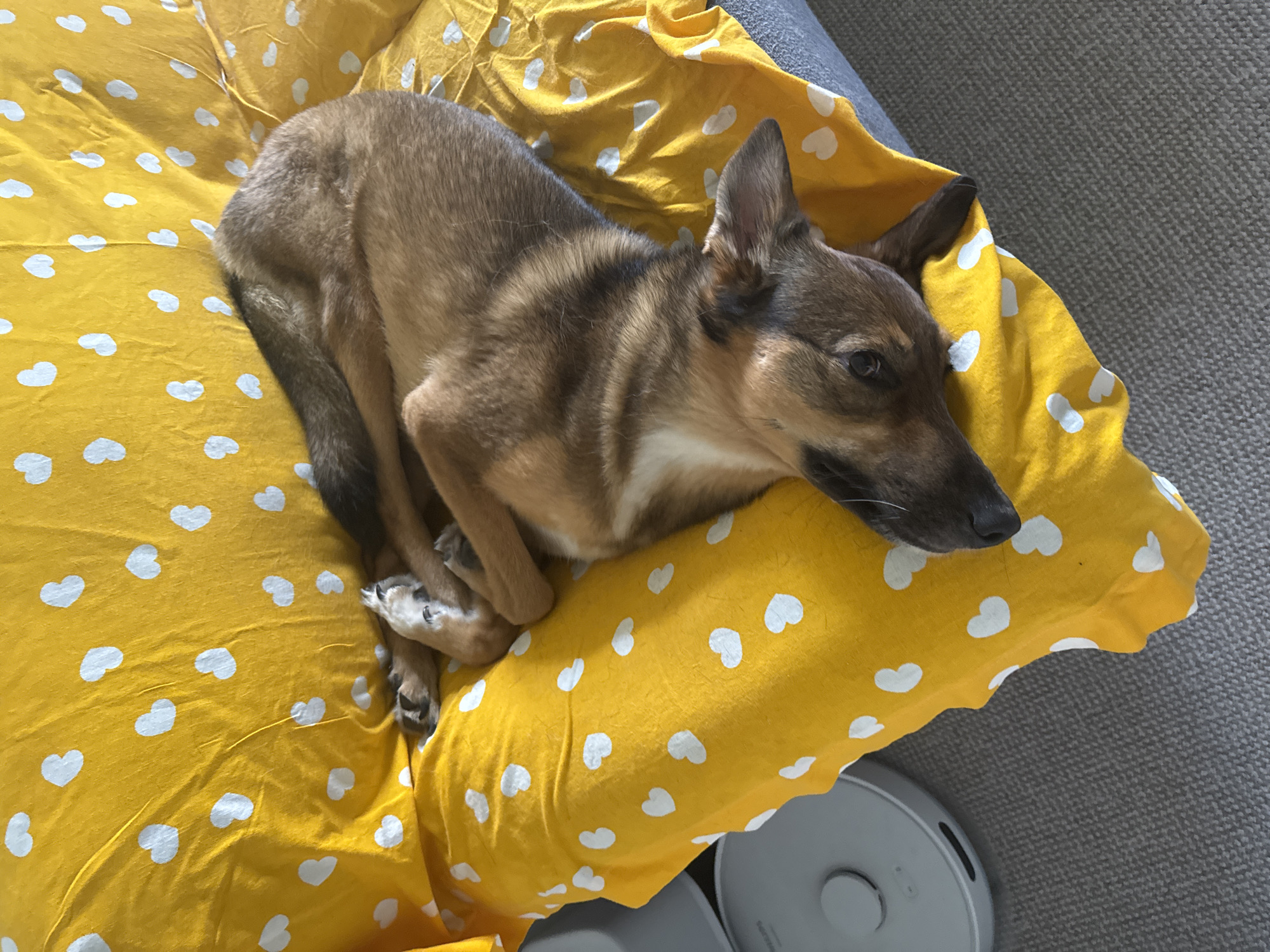 A medium-sized dog with brown and black fur is curled up and sleeping on a bright yellow fabric patterned with white hearts. The dog is positioned in the center of the image, with its head resting on its paws. The fabric appears to be a blanket or a cover for furniture. To the left of the dog, a portion of a light gray robotic vacuum cleaner is visible. The background consists of a textured gray carpet. The overall scene is indoors, suggesting a domestic environment. The image does not provide information about the location in Bila Tserkva, Ukraine.