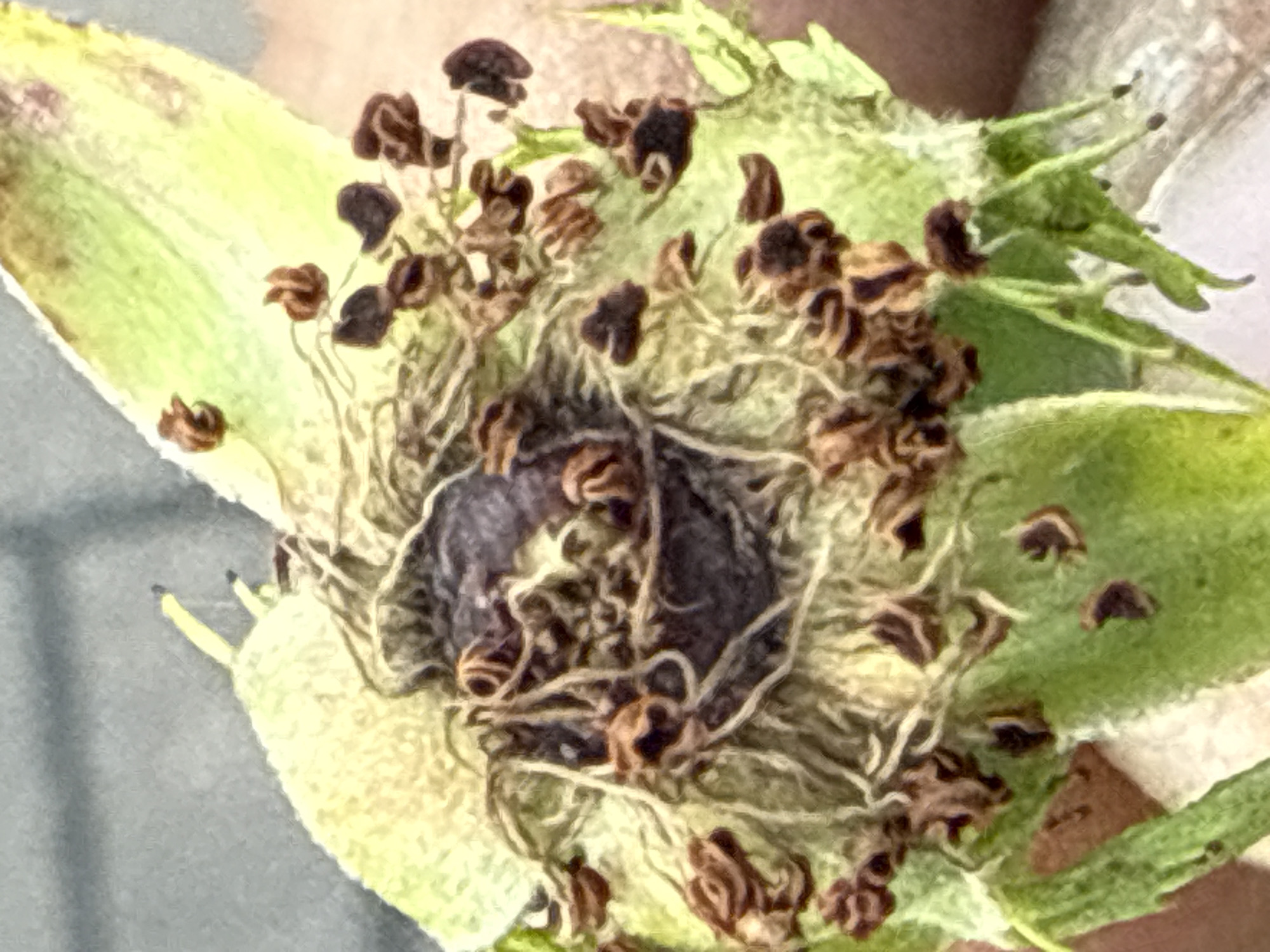 This is a close-up, macro photograph of the dried center of a rosehip. The image focuses on the receptacle, which is a light green, somewhat fuzzy structure. Scattered throughout the receptacle are numerous small, brown, shriveled remnants of what appear to be stamens or undeveloped seeds. Some of these are curled and dark, while others are lighter brown and more fibrous. A dark, purplish-brown area is visible in the central part of the receptacle, likely representing a decayed or undeveloped seed. The overall texture is dry and organic. The background is a blurred gray, suggesting an outdoor setting. The photograph was taken in Bad Salzschlirf, Germany. There are no people or specific actions depicted.