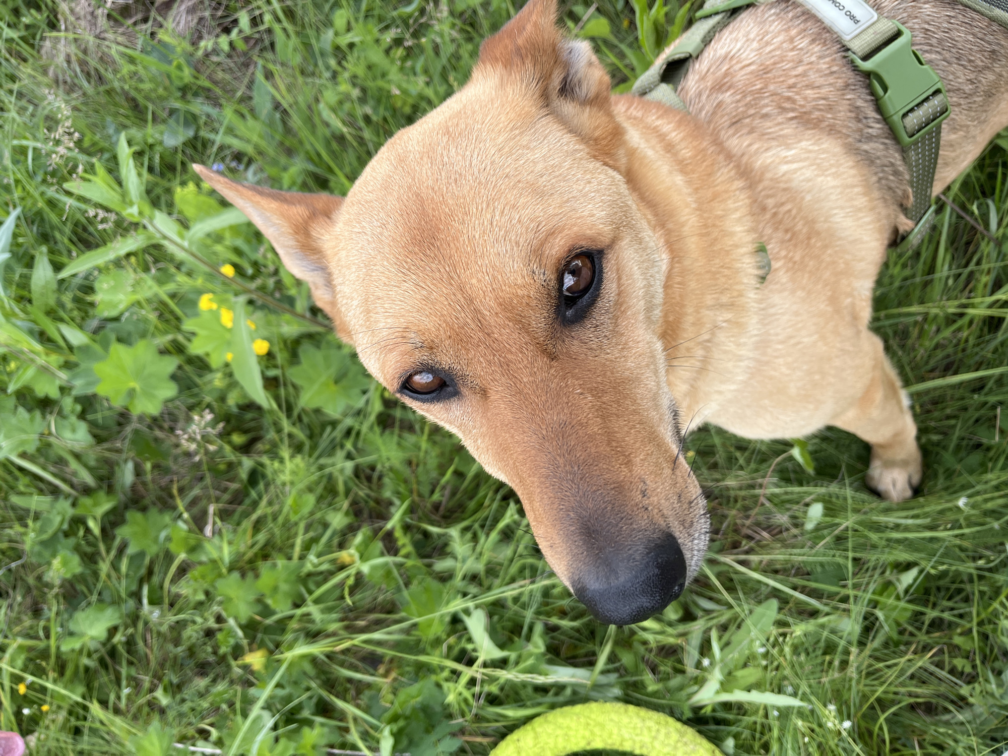 A medium shot from a high angle shows a tan-colored dog with large brown eyes and upright ears looking up towards the camera. The dog is wearing a green harness. To the left of the dog is a bright green ring-shaped object, possibly a toy. The dog is positioned in a patch of green grass with small yellow and white wildflowers. The background is out of focus, but appears to be more of the same grassy, wild environment. There is no indication of the city of Nizhny Tagil, Russia, in this image.