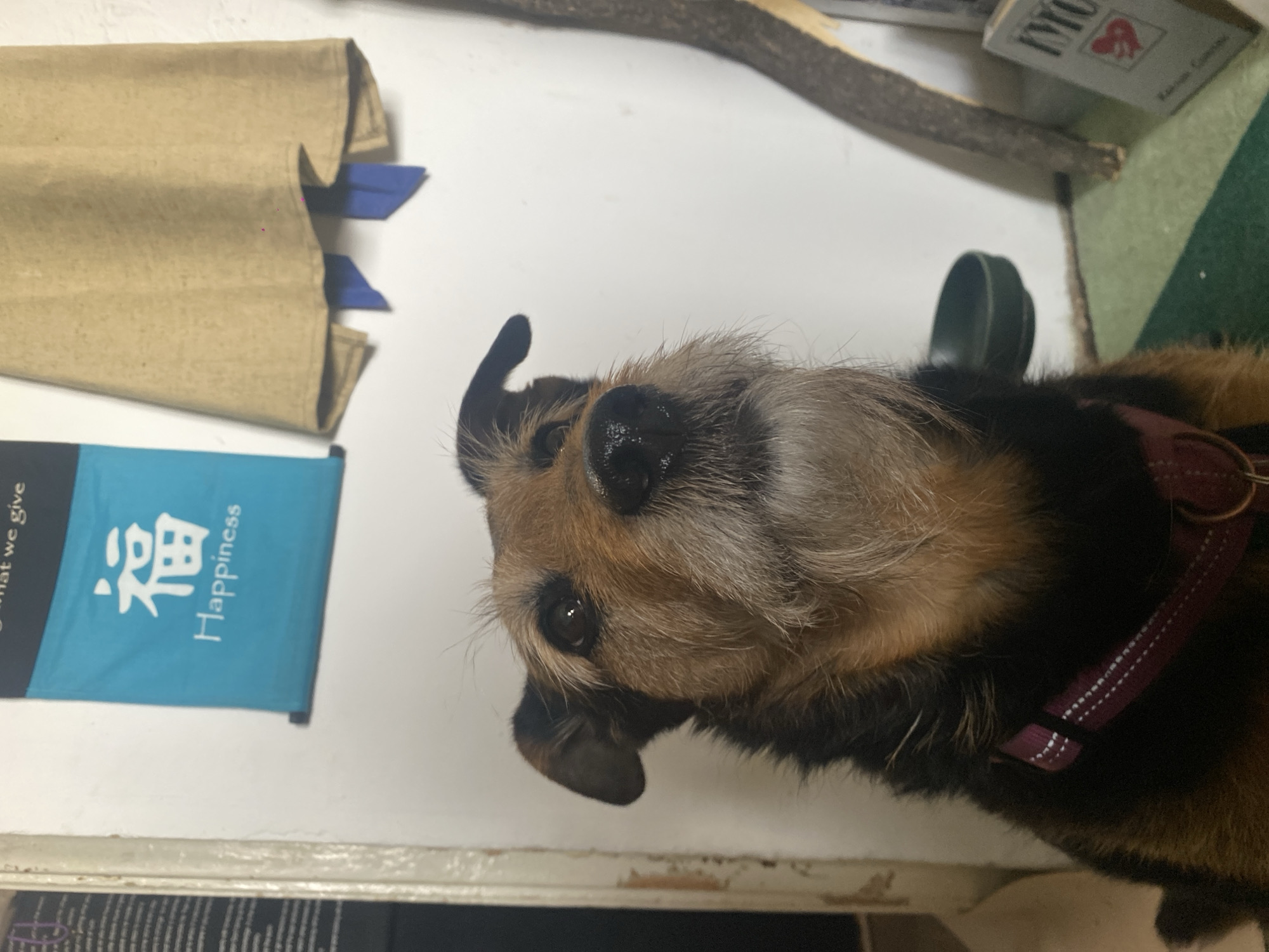 A close-up, slightly tilted overhead shot reveals a brown and black terrier-type dog with a greyish muzzle. The dog wears a burgundy-colored collar. Next to the dog is a blue banner with the word "Happiness" written next to a Chinese character. There is also a tan-colored container with blue paper strips sticking out of the top. A twig rests near the top edge of the frame. Part of a book is visible in the upper right corner. The background appears to be a white surface. There is no indication of the location being Khimki, Russia, or any people, actions, or interactions in this image.