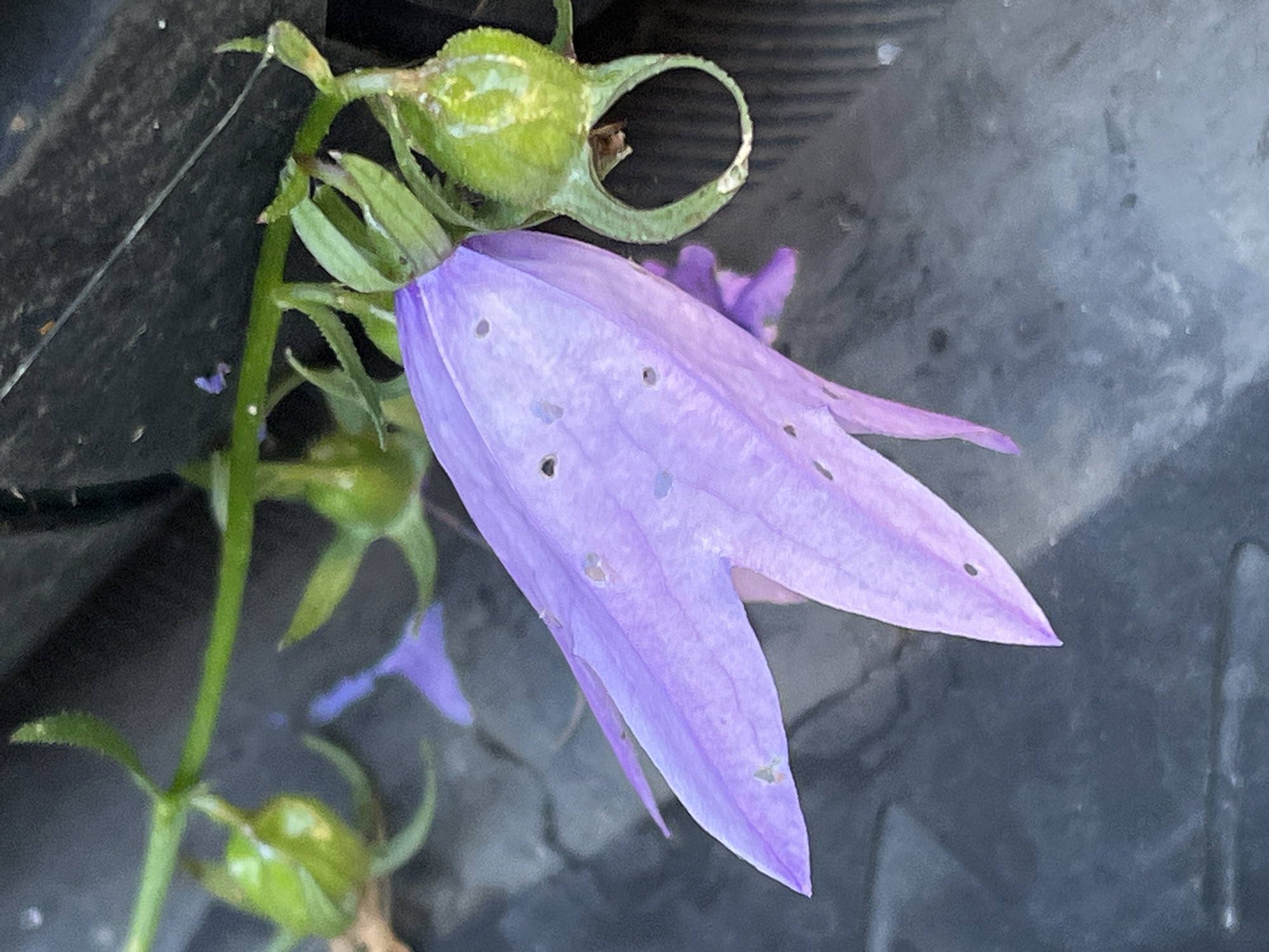 A close-up, slightly blurry shot focuses on a cluster of purple bell-shaped flowers and green seed pods on a dark, textured surface. The flowers, appearing somewhat damaged with small holes in their petals, are a vibrant lavender color. Several unopened green seed pods, one with a distinctive looped structure, are visible. The background is a dark, rough material, possibly plastic or concrete, with some vertical lines suggesting texture or a grate. There are no people or animals in the image, and no indication of the specific location within Il'ino, Russia.