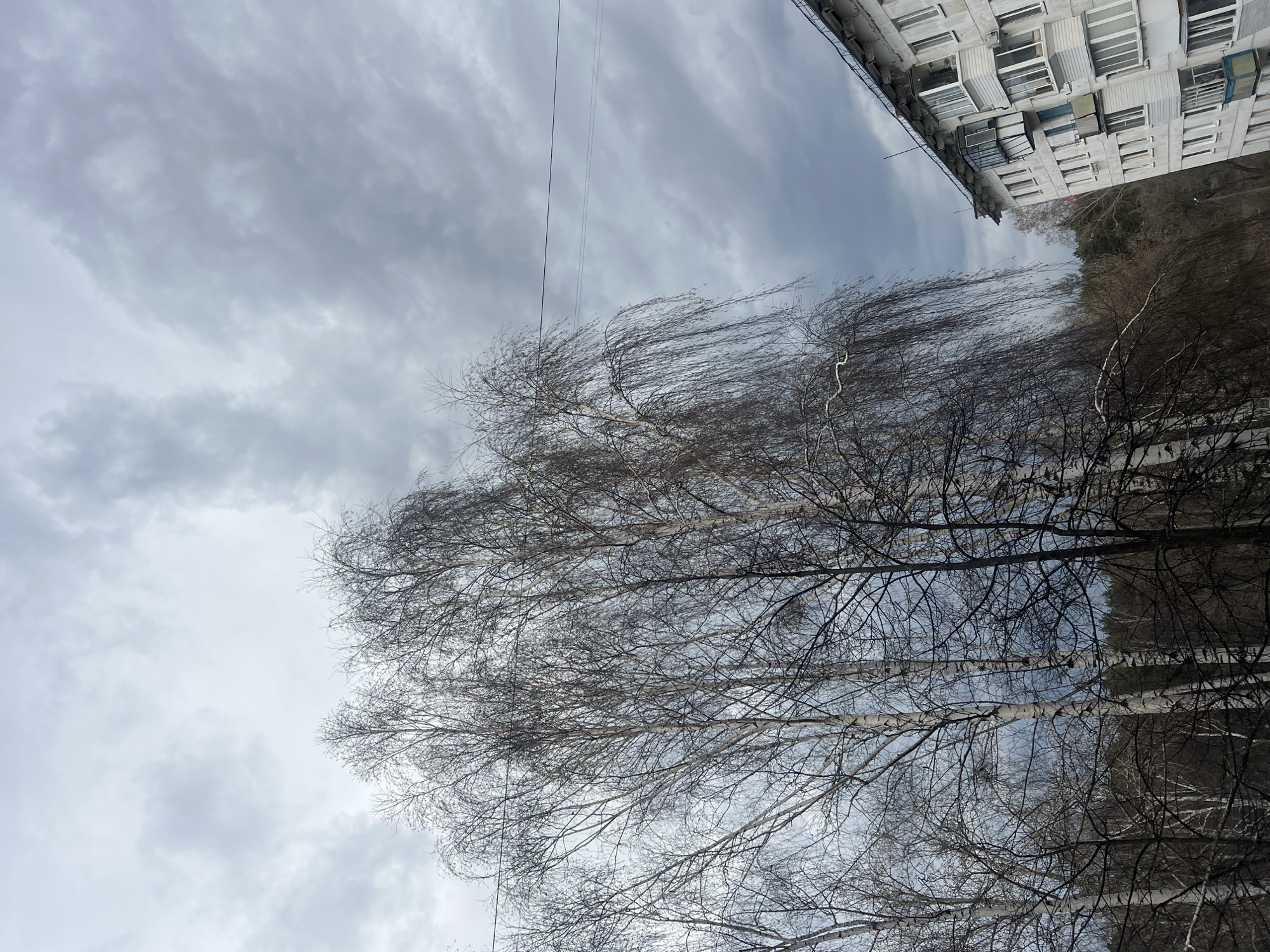 This image, likely taken in Chaikovsky, Russia, depicts an outdoor scene dominated by bare deciduous trees against a heavily overcast sky. The photograph is composed from a low angle, looking upwards through the tree canopy.
The main subjects are several leafless trees, identifiable as birches by their characteristic white-patterned bark visible on some trunks. Their numerous slender, dark branches spread across the frame, forming intricate patterns against the backdrop of the sky. The branches on the left side appear to be swept to one side, suggesting wind movement or their natural growth pattern.
The sky is filled with layers of grey, heavy clouds, indicating an overcast and potentially somber day. Several thin, dark lines, appearing to be power or communication cables, stretch across the sky horizontally, intersecting the tree branches.
In the upper right portion of the image, a multi-story residential building is visible. It features numerous windows and enclosed balconies, common in urban residential architecture. The building appears to be made of concrete or a similar material, with a weathered appearance. Its presence suggests an urban or suburban setting, where natural elements like trees coexist with human infrastructure.
The bare trees strongly indicate the season is either late autumn, winter, or early spring. No specific activity or people are visible in the image. The mood is quiet and still, emphasizing the natural textures of the trees and the muted tones of the cloudy sky and building. No visible text is present.