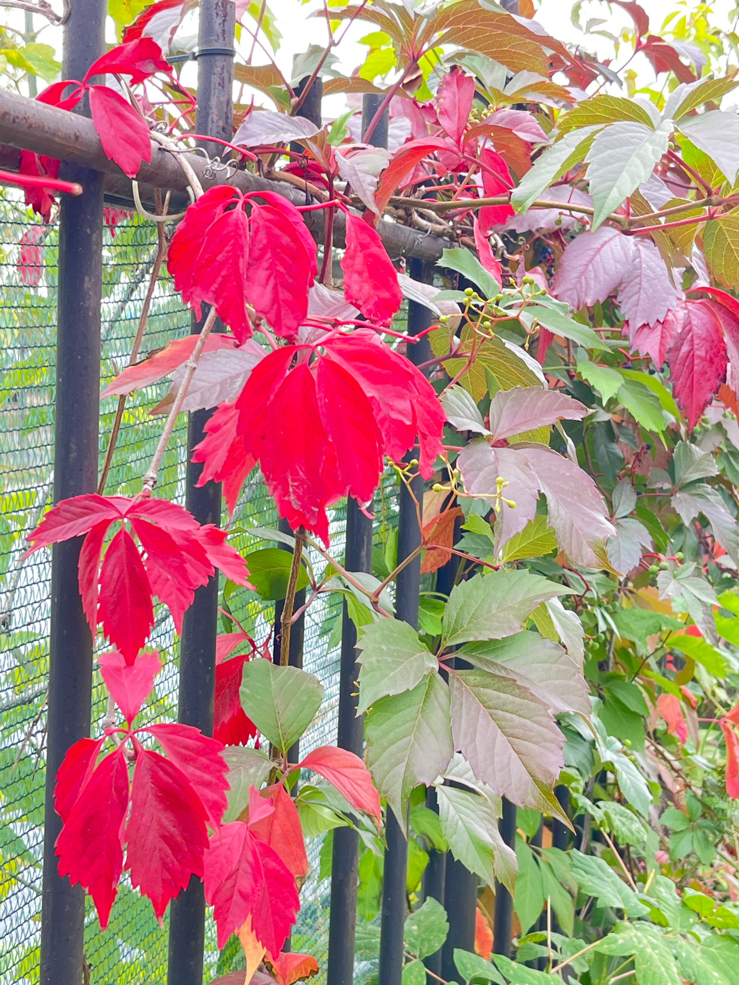 A cluster of Virginia creeper vines with predominantly red and green leaves, some tinged with purple and brown, climbs over a black metal fence. The fence is composed of vertical bars and a horizontal rail. Behind the fence, a green mesh netting is visible. The vines are vibrant and lush, with some leaves displaying serrated edges. Small, light green buds are scattered among some of the foliage. The scene is overcast, suggesting a cool or cloudy day. The setting is implied to be Chaikovsky, Russia, based on the prompt. There are no people or animals present.