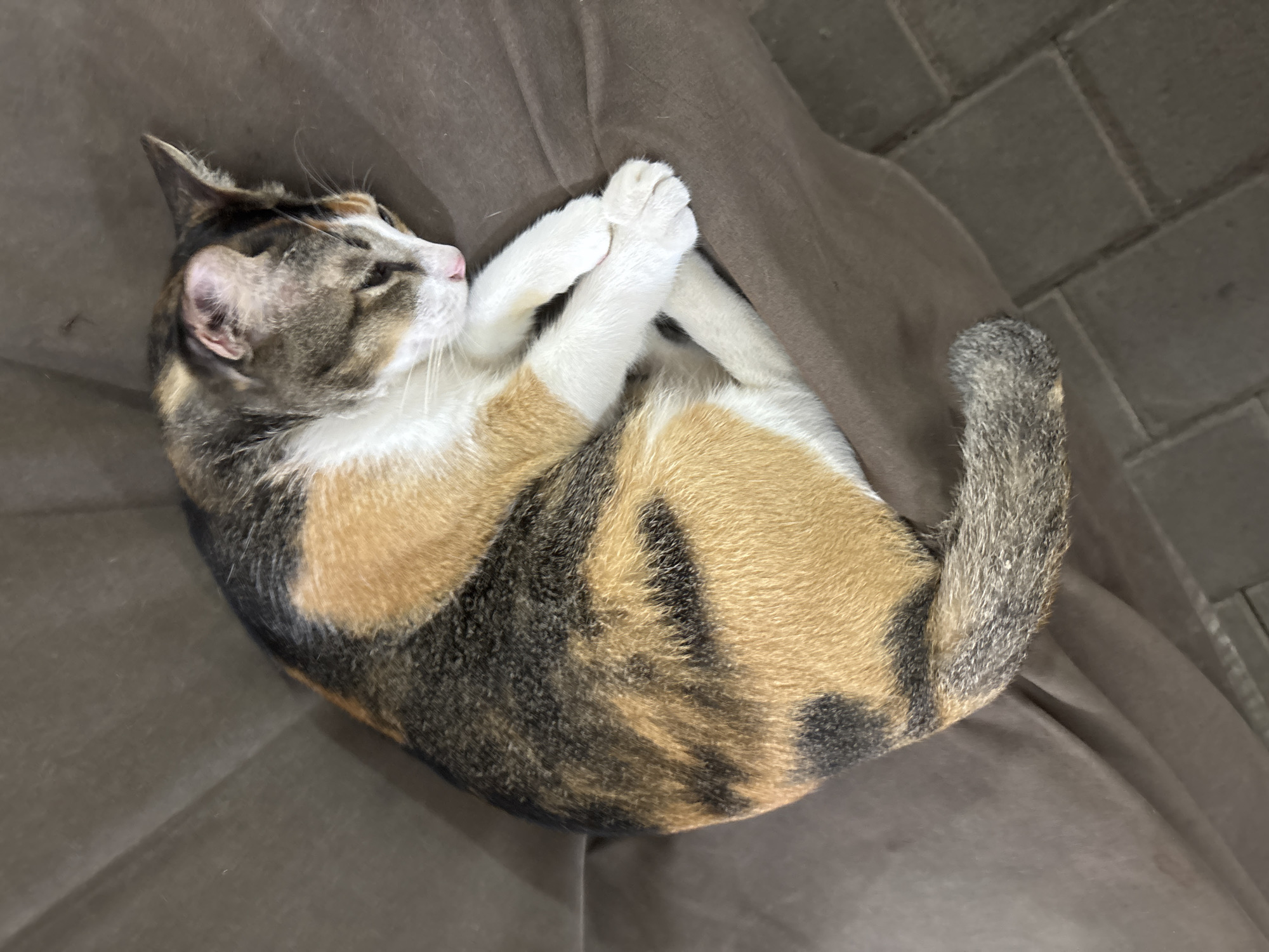 A calico cat is curled up on a brown surface, possibly fabric. The cat is lying on its side, with its head and paws near each other. The tail is curled around the body. The location appears to be indoors, next to a brick floor. This image was taken in Kuta Selatan, Indonesia.