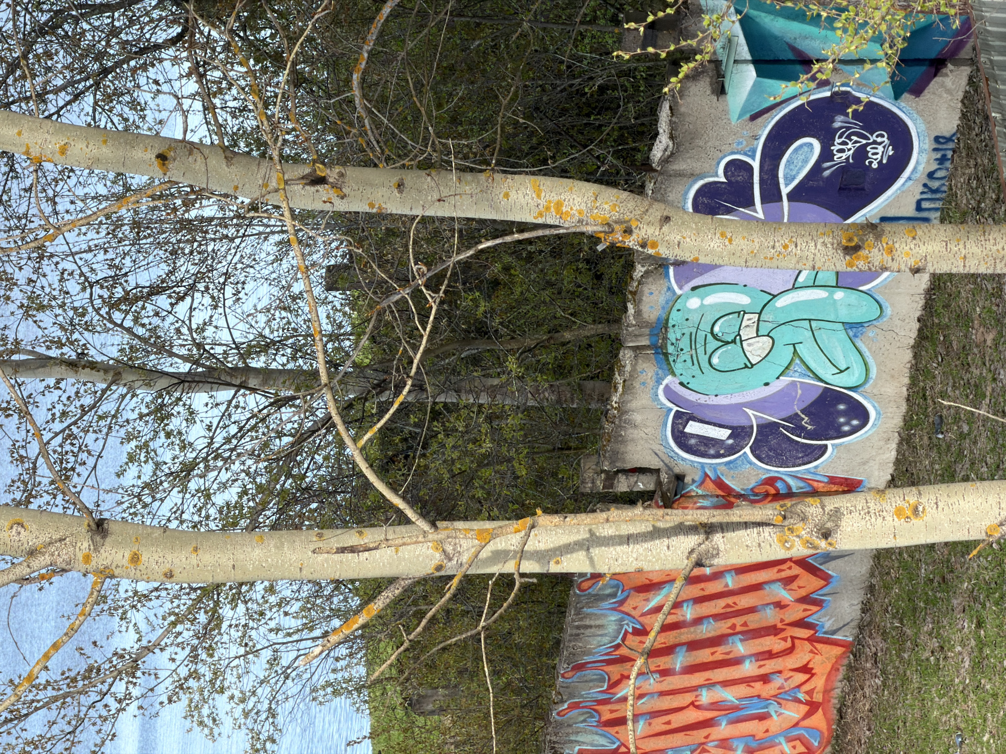 The image depicts a graffiti-covered concrete structure in Chaikovsky, Russia, partially obscured by tree branches. The graffiti features a variety of colors and designs, including blue, purple, orange, and teal. The tree branches are bare, with some yellow lichen. The background includes trees, sky, and water.
