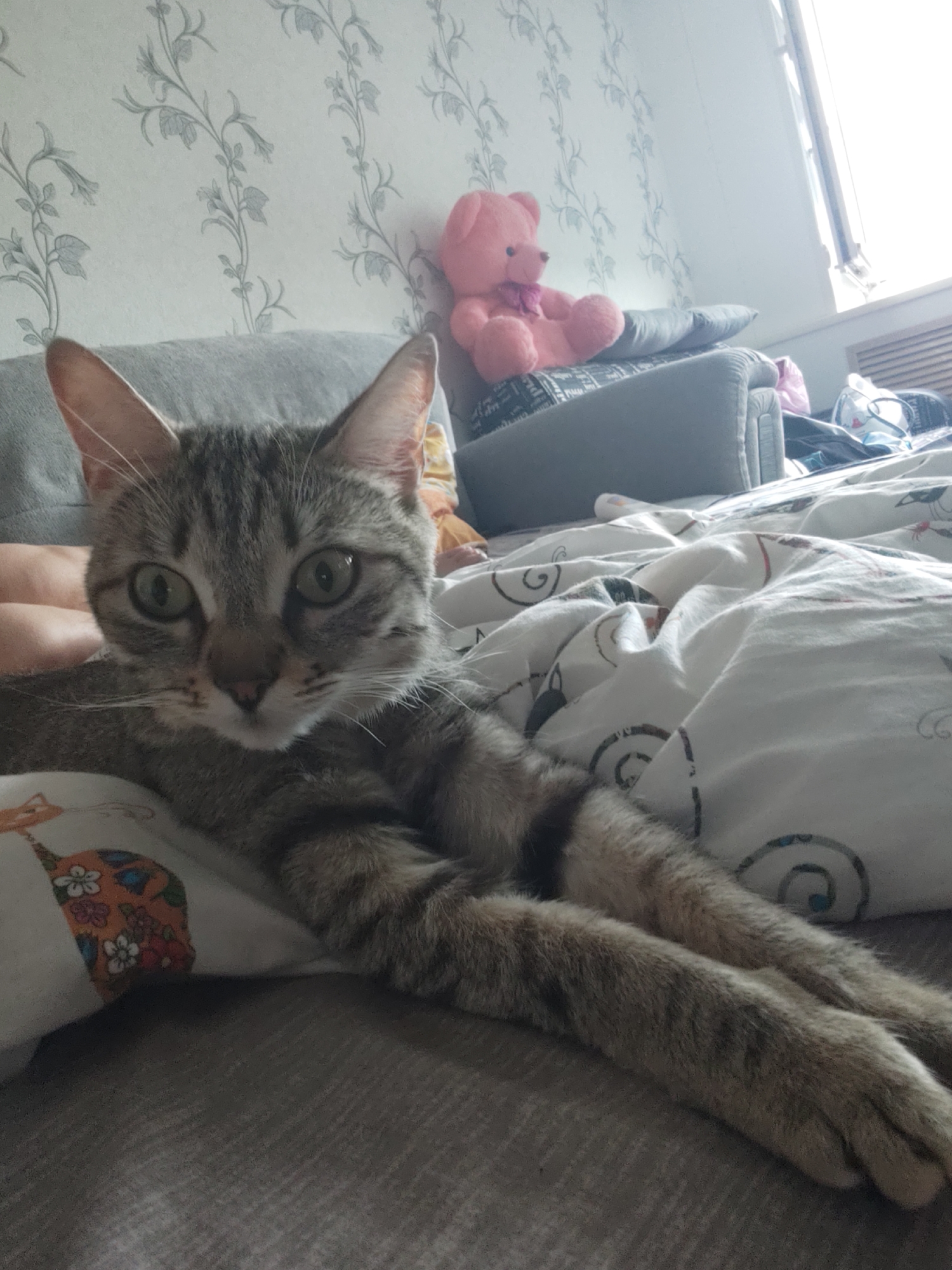 A tabby cat lies on a bed covered with patterned white sheets, facing the camera. Its paws are extended, and its ears are upright. A gray sofa is visible behind the cat, and a pink teddy bear sits on the sofa. A window is located to the right of the teddy bear. The wallpaper behind the sofa has a vine-like floral pattern. The location is in Gremyachinsk, Russia, and is likely in a private residence.