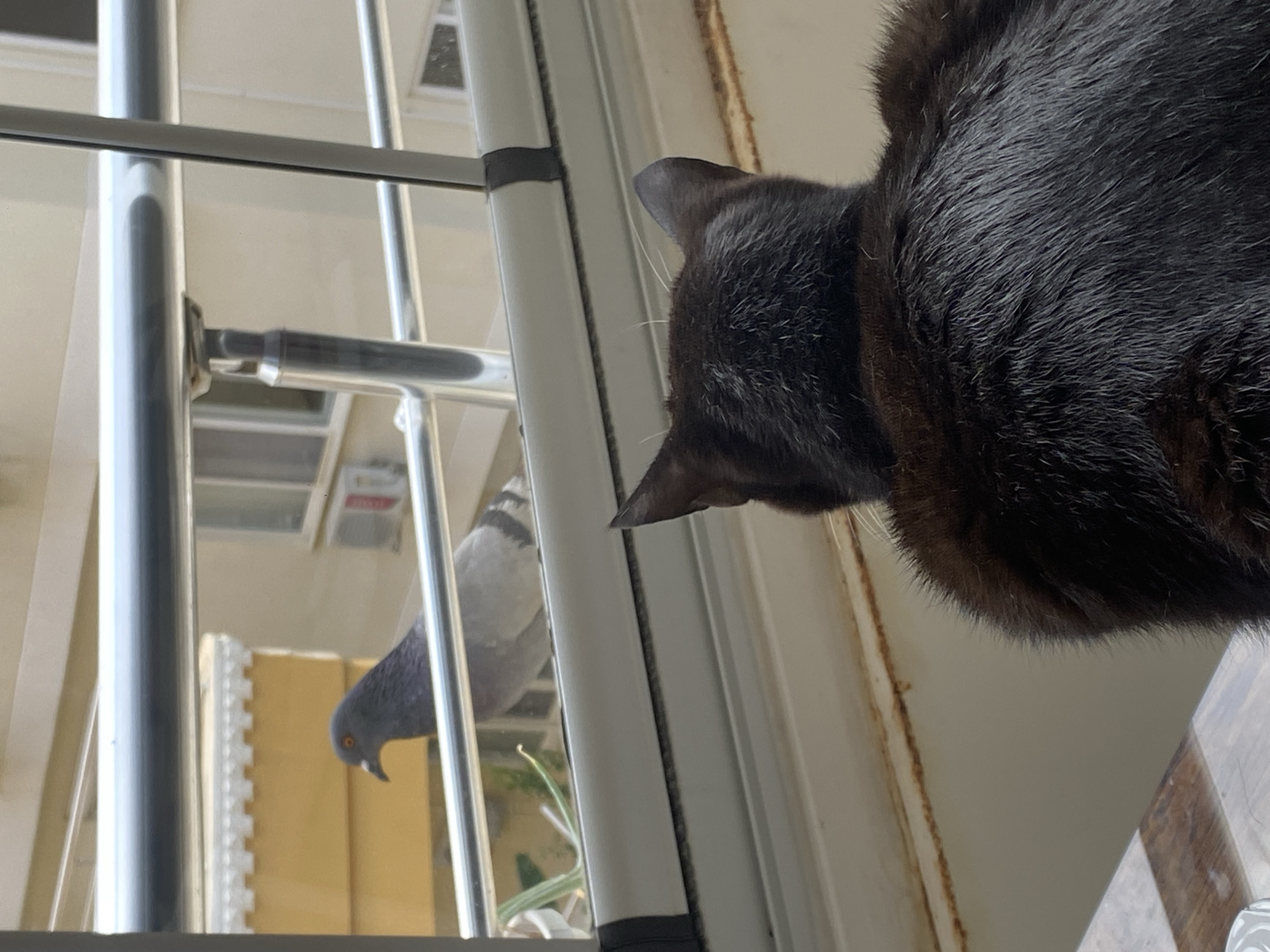 A black cat is positioned in the foreground, viewed from behind, facing a window. Through the window, a pigeon is visible on a balcony railing. The pigeon is gray with iridescent neck feathers and an orange eye. The background consists of a building with yellow siding and a white railing. The scene appears to be from an apartment in Alanya, Turkey, as indicated by the architecture and the presence of typical urban wildlife.