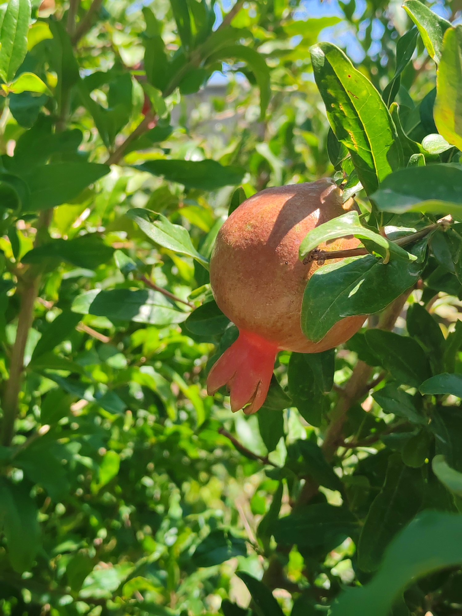 In the city of Sabunchu Raion, Azerbaijan, a pomegranate fruit hangs from a tree branch amidst lush green foliage. The fruit is round and reddish-brown, with a distinctive red calyx at its base. Sunlight dapples through the leaves, casting shadows and highlighting the texture of the fruit and leaves. The background is a blur of green, indicating a dense canopy of leaves and possibly other trees, with a hint of a blue sky peeking through in some areas. The image captures a close-up view of the fruit on the tree, emphasizing its natural setting.