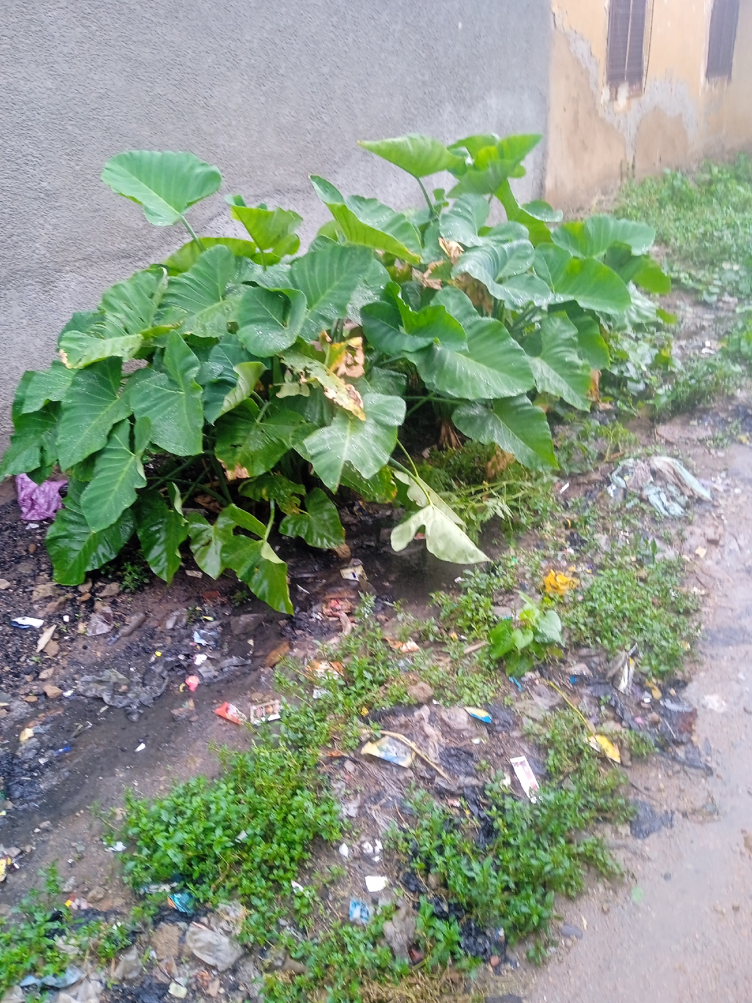 A large clump of taro plants with broad, green leaves grows beside a gray concrete wall. The plants are lush and healthy, with some leaves showing signs of damage or yellowing. In front of the plants, a ditch or drain is filled with muddy water and scattered debris, including plastic wrappers, bags, and other assorted trash. Small green plants and weeds grow along the edges of the ditch and the surrounding ground. To the right of the taro plants, a dilapidated building with a yellowish facade and dark-shuttered windows is visible. The ground is a mix of dirt, mud, and more scattered litter. The scene appears to be outdoors, possibly in an urban or semi-urban area, given the presence of the building and the trash. The lighting suggests it might be daytime, and the wet ground indicates recent rain or damp conditions. The overall impression is one of neglect and an unkempt environment, with nature (the taro plants and weeds) encroaching on a man-made setting that is also littered with waste. There is no visible text in the image.
