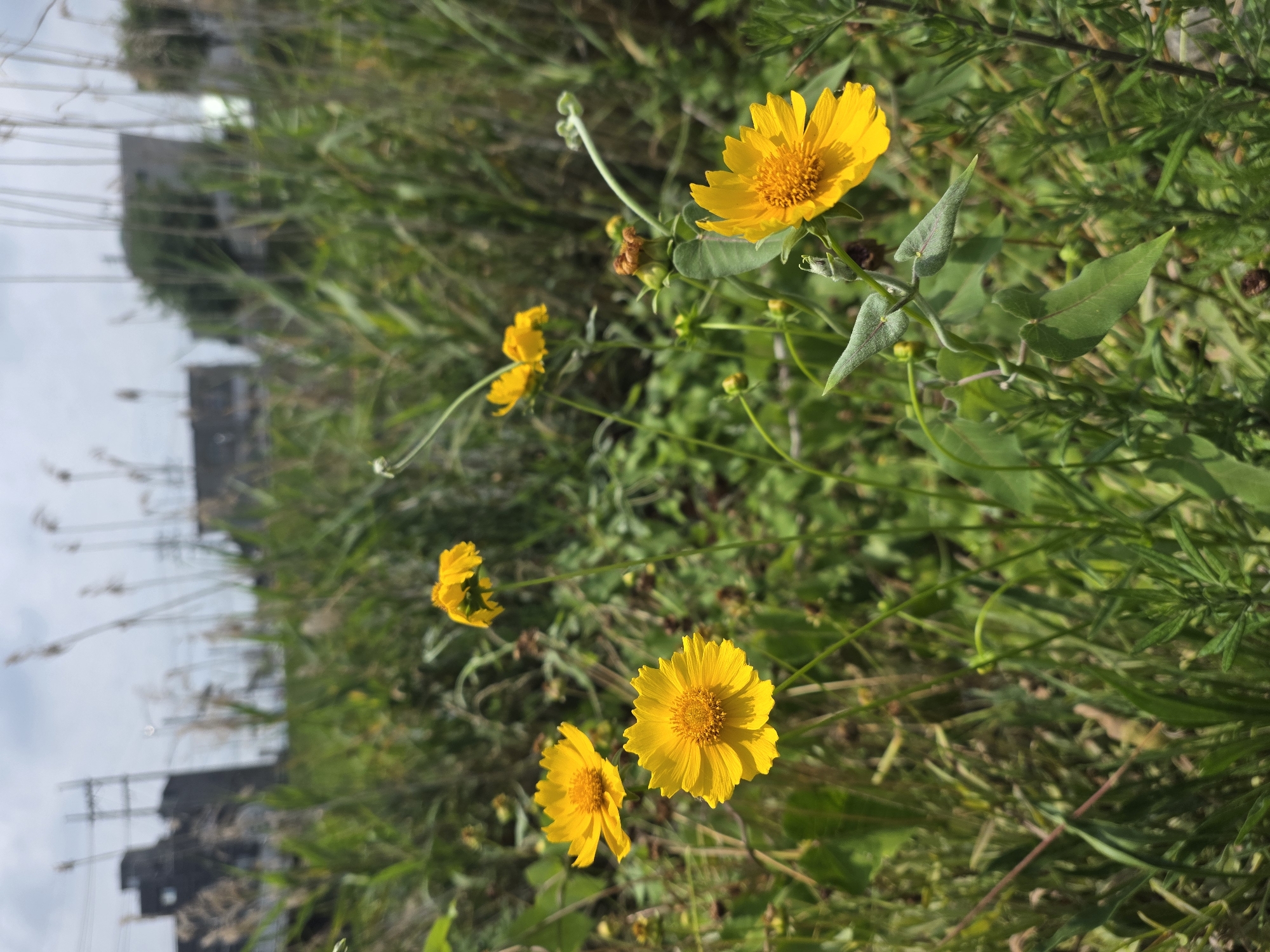 The image shows a patch of yellow wildflowers in a grassy area, with industrial buildings and power lines in the background. The foreground is dominated by several bright yellow flowers with prominent orange centers, appearing in various stages of bloom. Some are in focus, while others are slightly blurred. The plants have green leaves and thin stems. In the middle ground and background, there is a dense growth of green grass and reeds. Beyond the vegetation, the silhouette of industrial structures, possibly factories or warehouses, can be seen against a hazy, overcast sky. Power lines and utility poles are also visible, suggesting an urban or semi-urban environment. The overall impression is one of nature reclaiming an industrial landscape, with a focus on the delicate beauty of the wildflowers. This scene is located in the city of Anseong-si, South Korea.