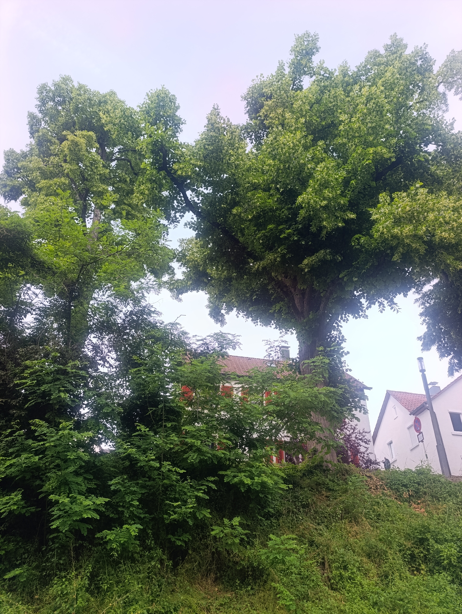 In Pfullingen, Germany, this image captures an uphill view dominated by large, mature trees with lush green foliage. The trees form a canopy, partially obscuring two white houses with red-tiled roofs visible in the background, situated on a grassy slope. One house features red shutters. A street lamp is positioned to the right of the frame, and a traffic sign is affixed to a pole near the house. The scene is characterized by abundant greenery, suggesting a natural setting within a residential area. The sky is a pale, overcast white.