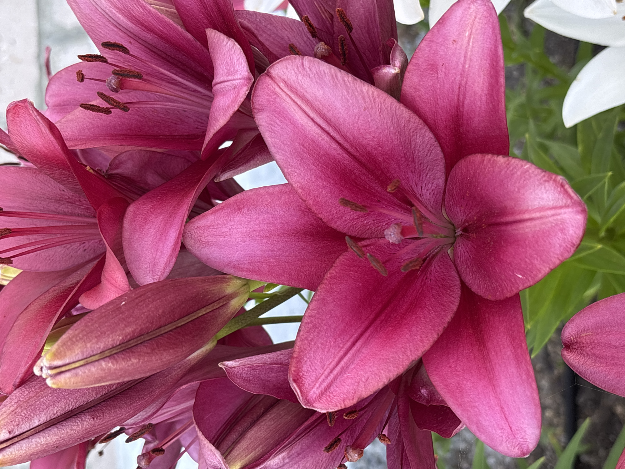 The image displays a close-up view of several deep pink lily flowers. The petals are broad and velvety, with visible veins. The stamens and pistils are dark brown and prominent in the center of the open blooms. Some buds are also visible, tightly furled and showing a similar deep pink hue. The background consists of blurred green foliage and hints of white flowers, suggesting an outdoor garden setting. The overall lighting is bright, highlighting the textures and colors of the lilies. The scene does not contain any people or specific urban elements that would allow for the identification of a precise location within Ворошиловка, Kazakhstan.