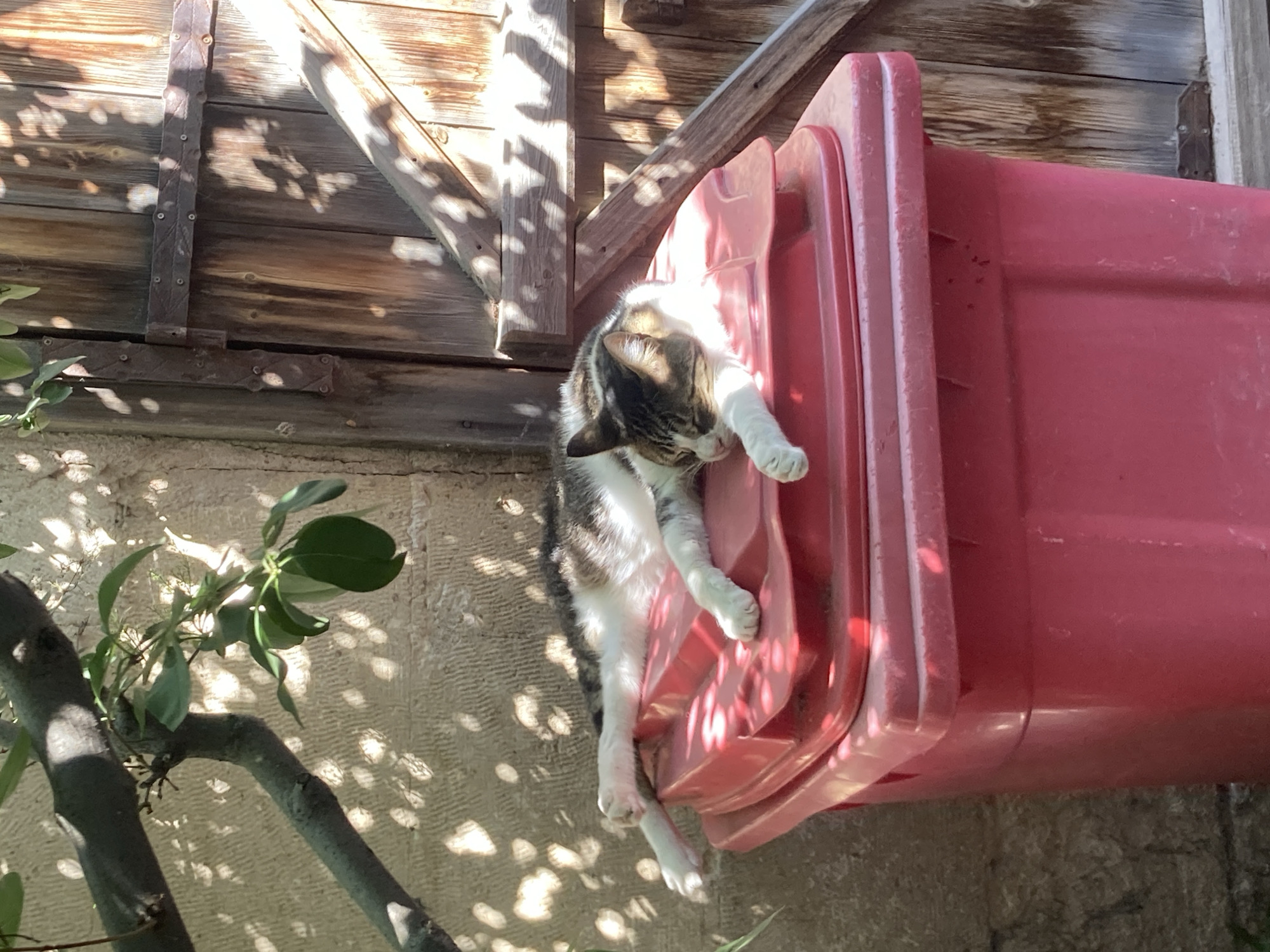 A domestic shorthair cat with tabby markings, black and white fur, and a patch of brown on its head is sleeping stretched out on top of a large, red plastic trash bin. The cat is positioned with its body lengthwise on the bin's lid, its head resting on its paws and eyes closed. Its front legs are extended forward, and its back legs are tucked underneath.
The scene is outdoors, with dappled sunlight illuminating the cat and the trash bin, casting shadows from tree leaves and branches onto a textured stone wall behind it. To the right of the scene is a weathered wooden door, also patterned with shadows. The trash bin is positioned against the stone wall. The overall impression is of a warm, sunlit outdoor space, possibly a backyard or alleyway, in Avanos İlçe Merkezi, Turkey.