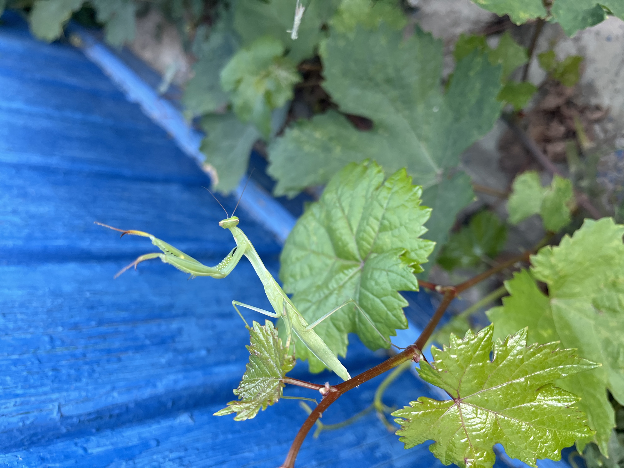 A close-up, vertical, eye-level shot captures a light green praying mantis perched on a vine against a bright blue wooden background in Krasnyye Barrikady, Russia. The mantis is in focus, its body elongated and positioned diagonally across the frame. Its forelegs are raised, indicating readiness or a hunting posture. The vine, with several bright green leaves, is also in focus, with some leaves appearing wet, suggesting recent rain or dew. The blue wooden surface behind the mantis is slightly out of focus, with visible vertical planks and some texture. The lighting is natural, highlighting the vibrant green of the mantis and leaves against the stark blue. The overall scene is one of nature's details set against an artificial backdrop.