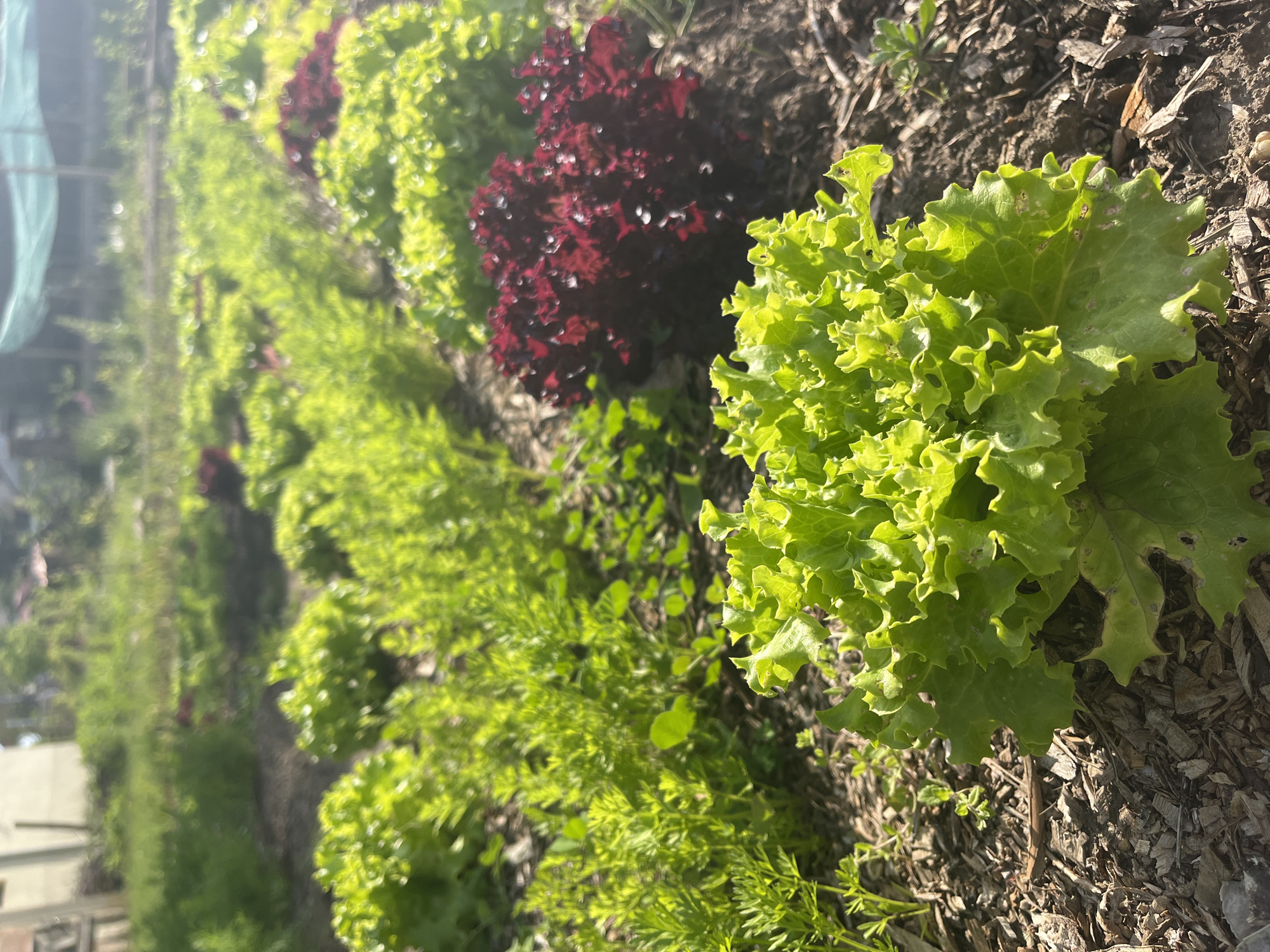 The image shows a vegetable garden. The crops appear to be lettuce and possibly dill. The soil is covered in bark mulch. The photograph is taken at ground level. The location is unknown and cannot be determined from the provided information.