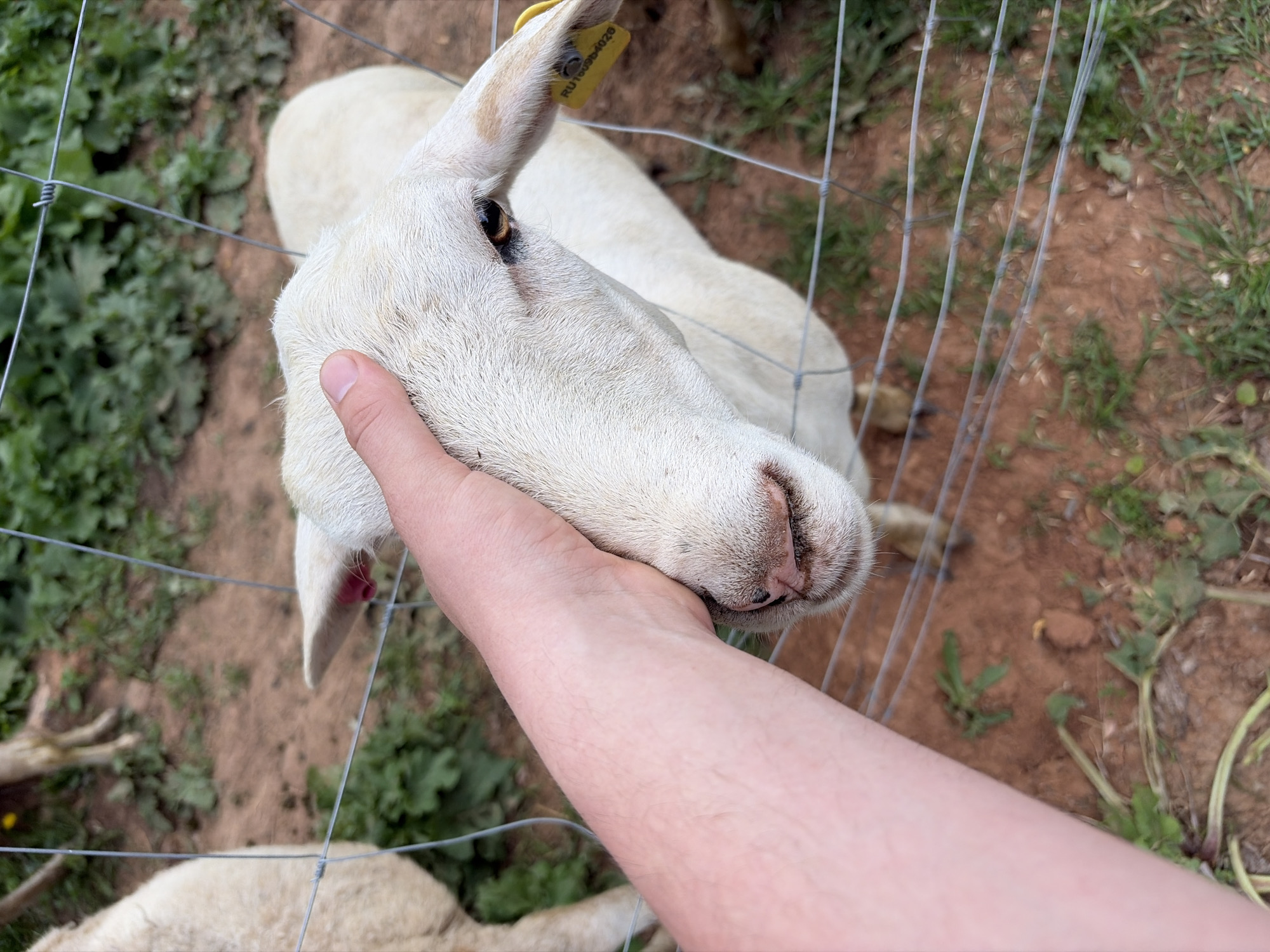 An overhead, close-up shot shows a person's hand gently petting a sheep's head through a wire fence. The sheep, with white wool and brown eyes, looks towards the camera. A yellow ear tag with the number "RU160984026" is visible on its ear. The background consists of reddish-brown dirt, green grass, and other sheep partially visible. The scene appears to be an outdoor enclosure, possibly a farm or petting zoo.