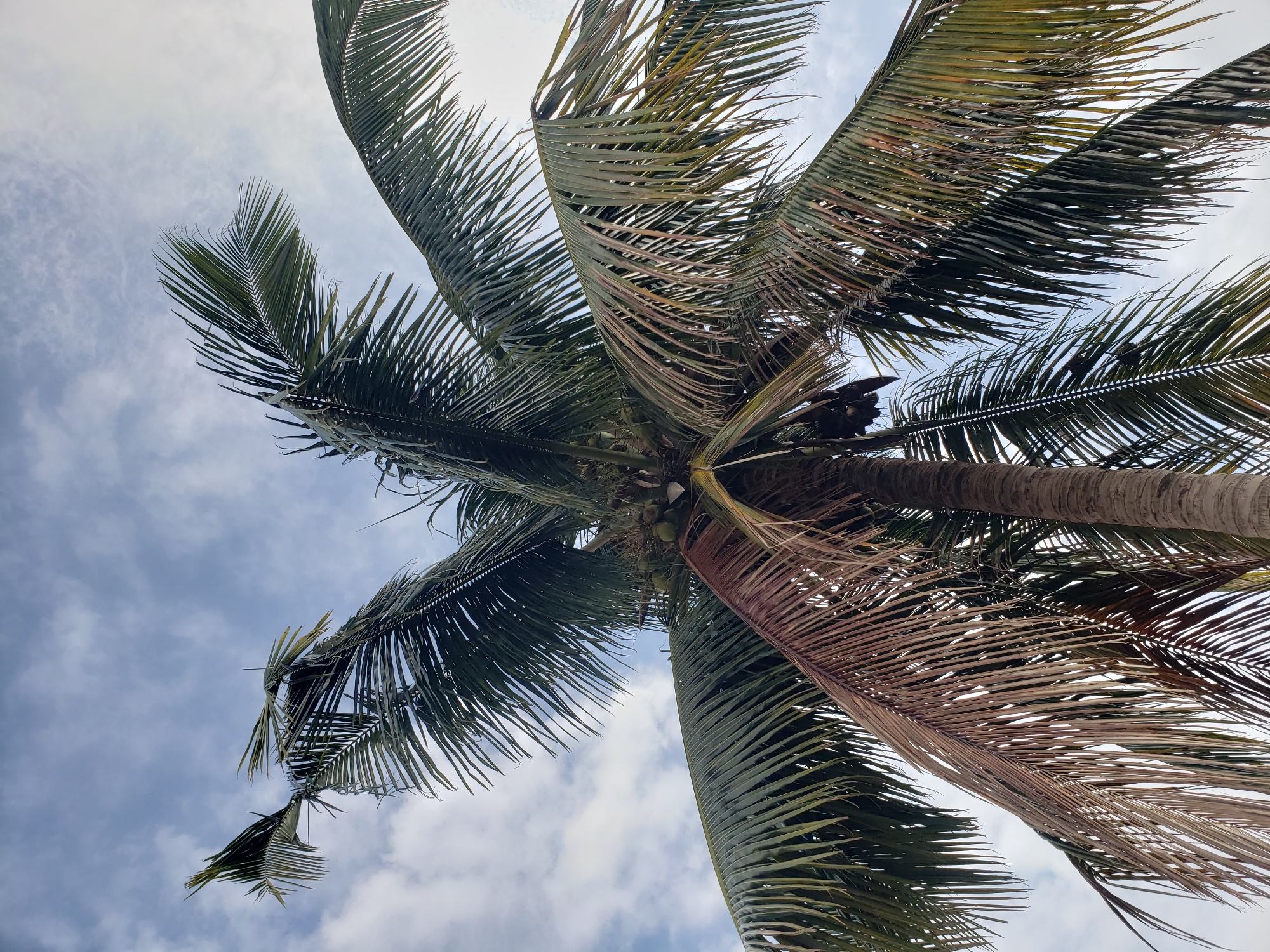This is a close-up, low-angle, outdoor, daytime, full shot of a mature coconut palm tree in Sabon Tasha, Nigeria. The trunk of the tree is visible in the lower right quadrant, textured and brown. The large, fronded canopy dominates the upper and central portions of the image. The fronds are a mix of vibrant green and faded brown, with some appearing dry and brittle. Several green coconuts are clustered near the center of the fronds. The sky above is a pale blue with scattered white, fluffy clouds. The lighting suggests it is mid-day, with the sun casting light from above and slightly to the right, creating some shadow and highlighting the texture of the leaves. There are no people or animals visible in the frame. The scene captures the natural beauty of the tropical environment.