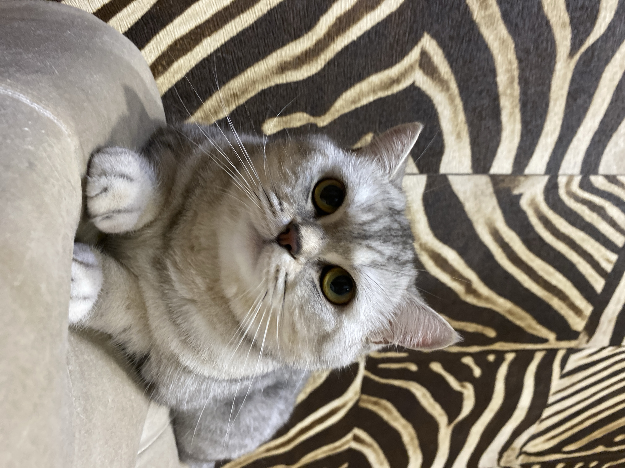 A light gray cat with green eyes and white whiskers is lying down on a beige surface in front of a background with a zebra-like stripe pattern. The cat is facing the camera and appears to be relaxed. The scene is indoors, as indicated by the lighting and the nature of the background. The location in Votkinsk, Russia is not discernible from the visual information provided in the image.