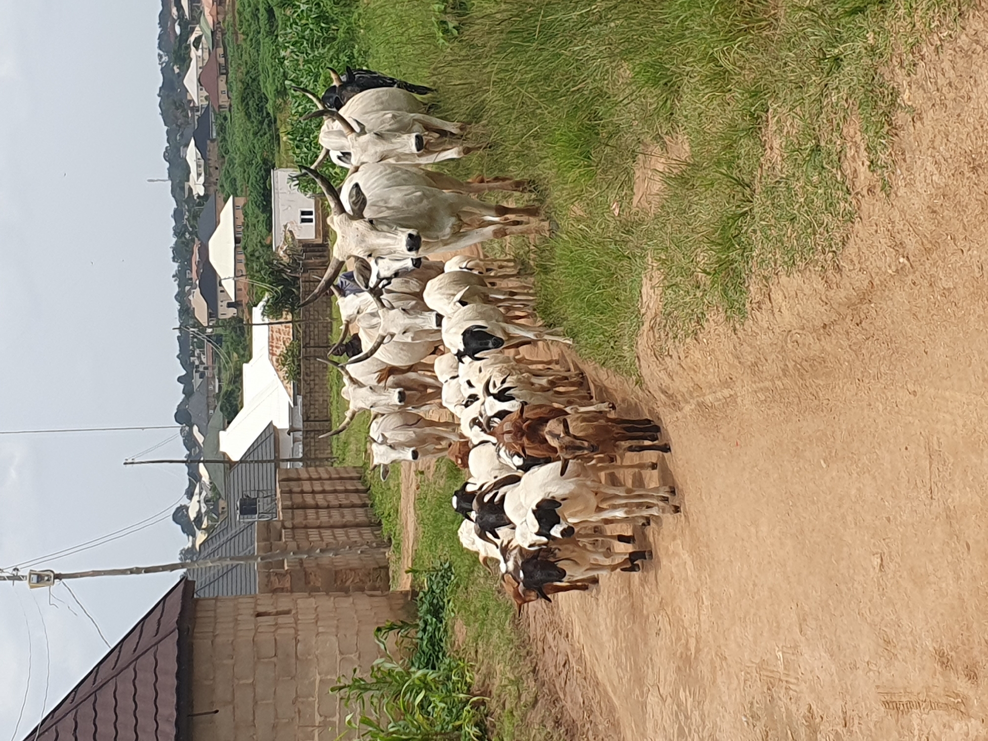 A herd of cattle and goats is being driven down a dirt road in Gura Top, Nigeria. The cattle are predominantly white with long, curved horns, and some have black markings. The goats are a mix of colors, including white, black, and brown, with some sporting black facial markings. They are walking in the same direction on the road. In the background, there are several residential buildings with various roof styles, suggesting a semi-urban or rural residential area. The vegetation includes tall green grass along the side of the road and what appear to be corn stalks in the far right background. A utility pole with wires runs along the left side of the road, adjacent to a building constructed of concrete blocks and a fence. The sky is overcast with a pale, diffused light.